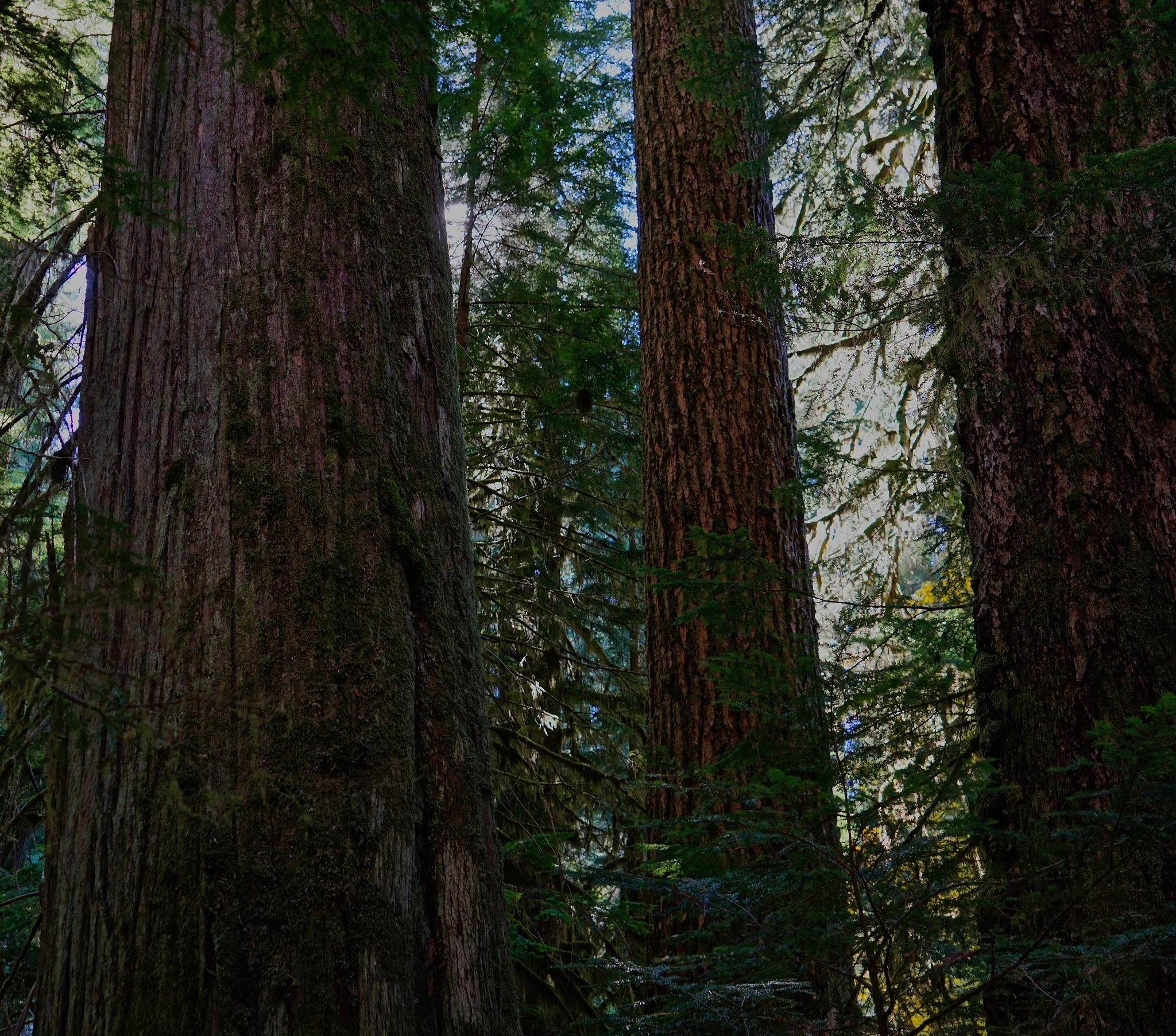 用学术论文的语言将以下内容翻译成英文：本文基于数值和试验方法首先开展了刚性平面网衣的流场及水动力特性分析再基于流固耦合方法对平面网衣在不同攻角和流速下的变形特性进行了探究并分析了网目群化方法在平面网衣流固耦合方面的准确性。 首先本文简要介绍了网箱和网衣的研究背景和现状；其次介绍了数值模拟的基本理论包括网衣的几何参数、数值模拟方法的数学理论选取了合适的湍流模型并对流场特性分析进行了网格无关性验证；之