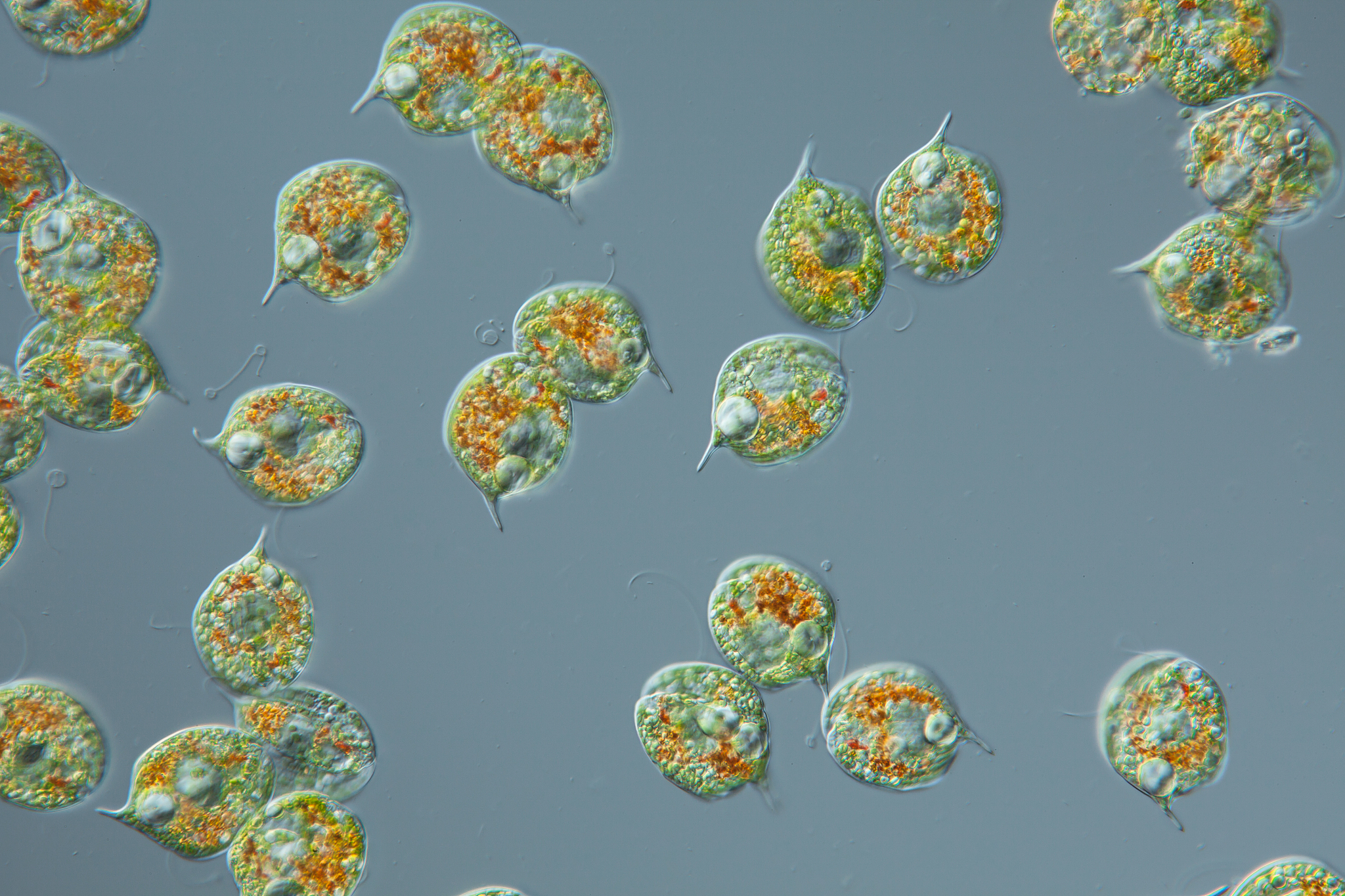 裸藻多糖产量提升技巧：从培养到提取