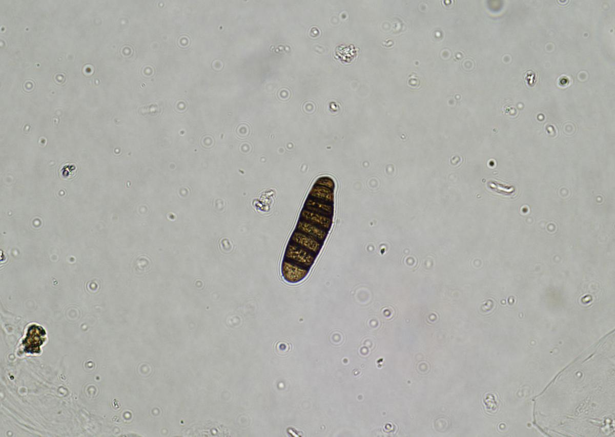 JOURNAL OF MICROBIOLOGICAL METHODS期刊详细简介