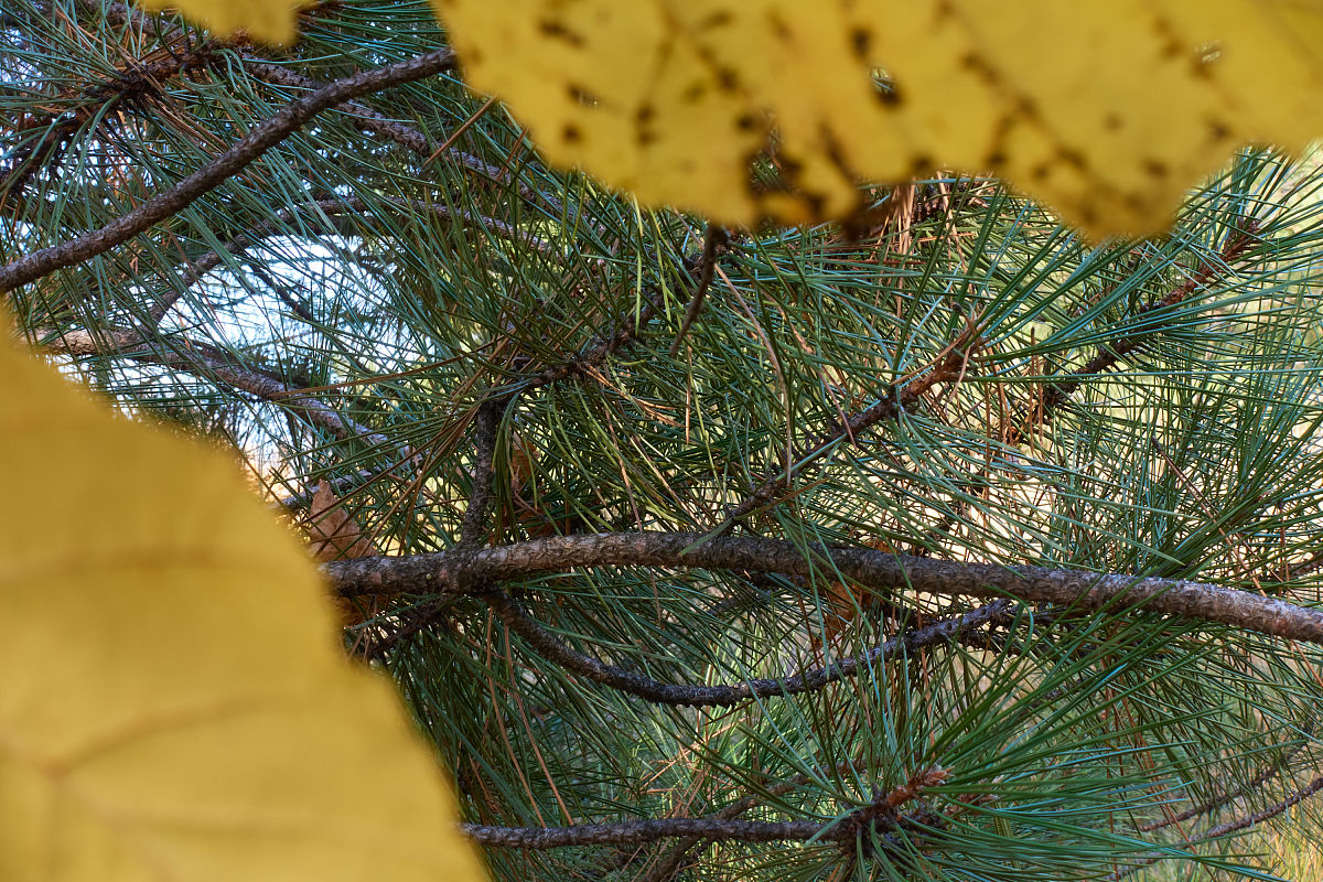 Tree Age and Phosphorus Limitation: A Mechanistic Exploration