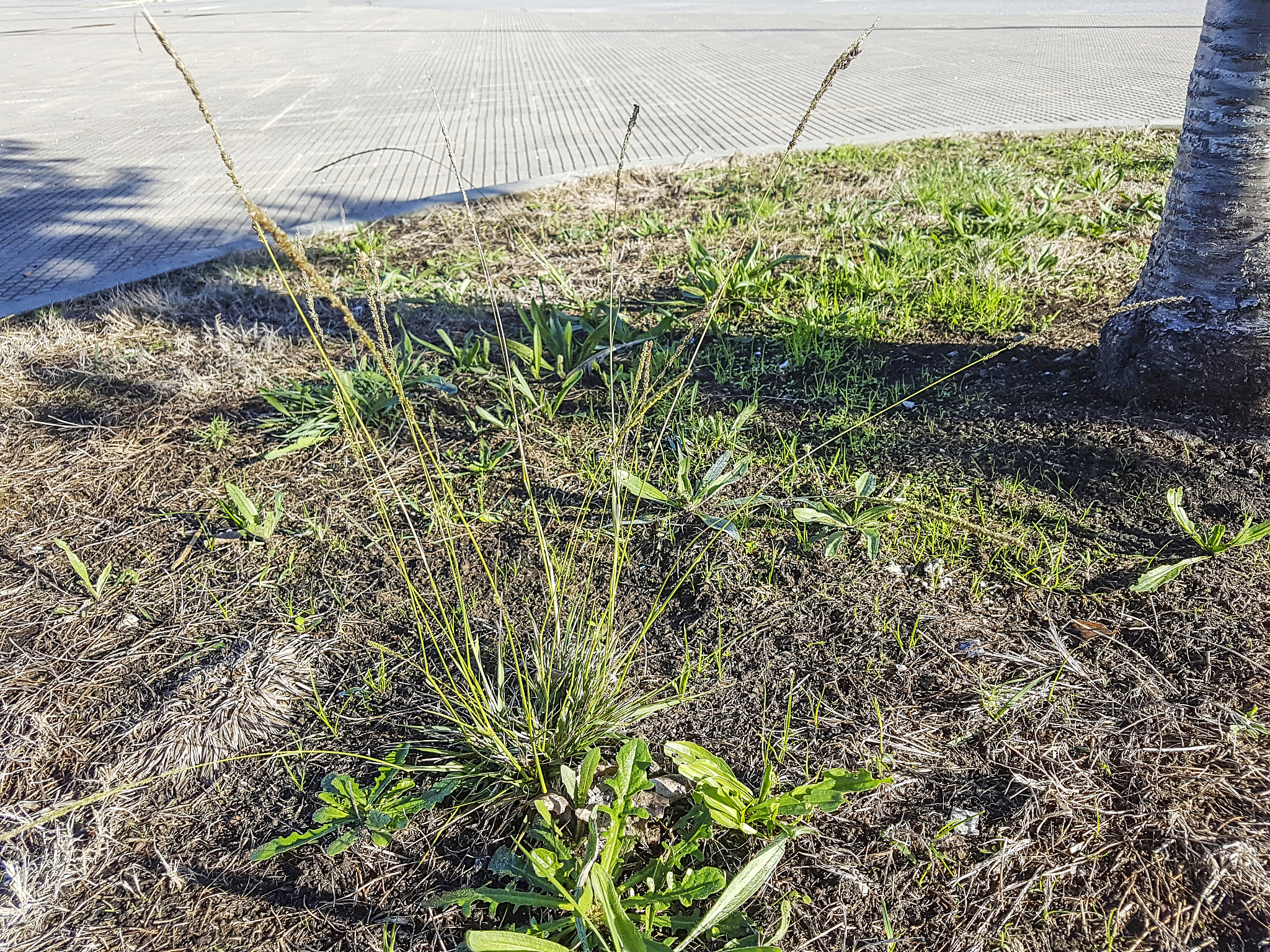 小龙虾养殖水草吃不败叶面发黑根部发黄扎根不深怎么办帮我用200字详细描述