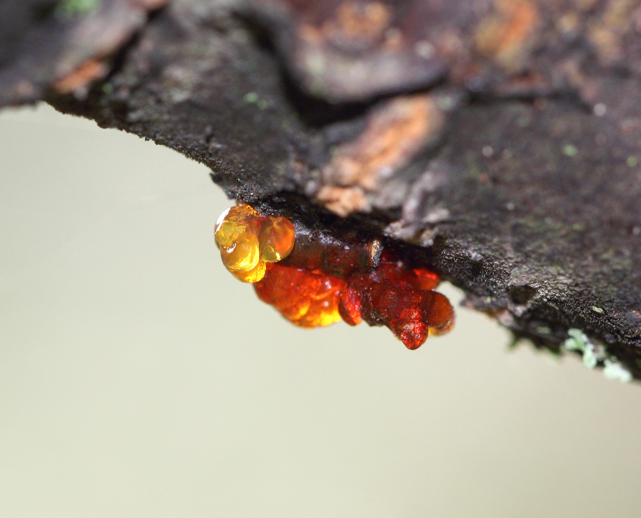 a macro close up view of yellow cherry resin on the cherry tree 