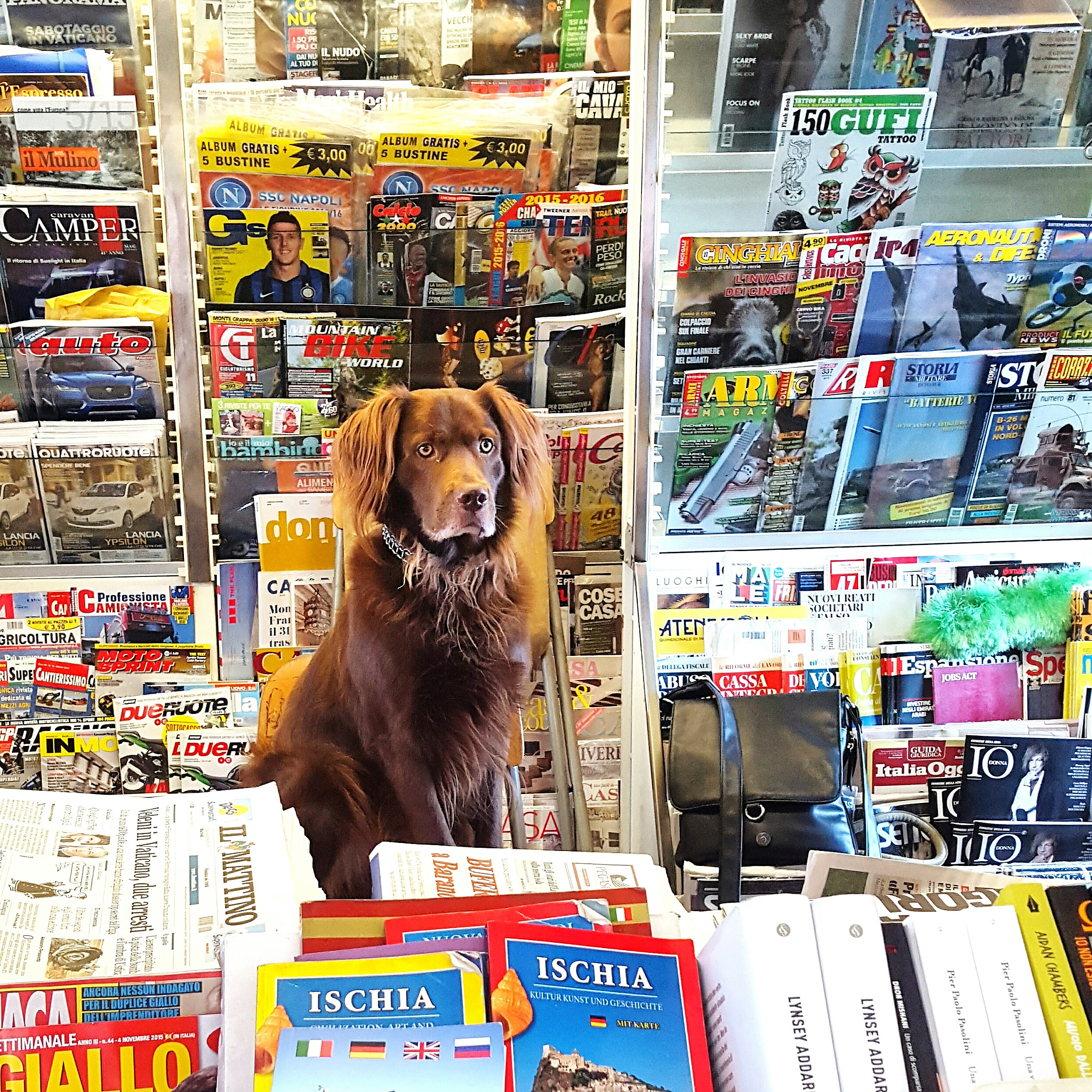 dog sitting in newspaper store