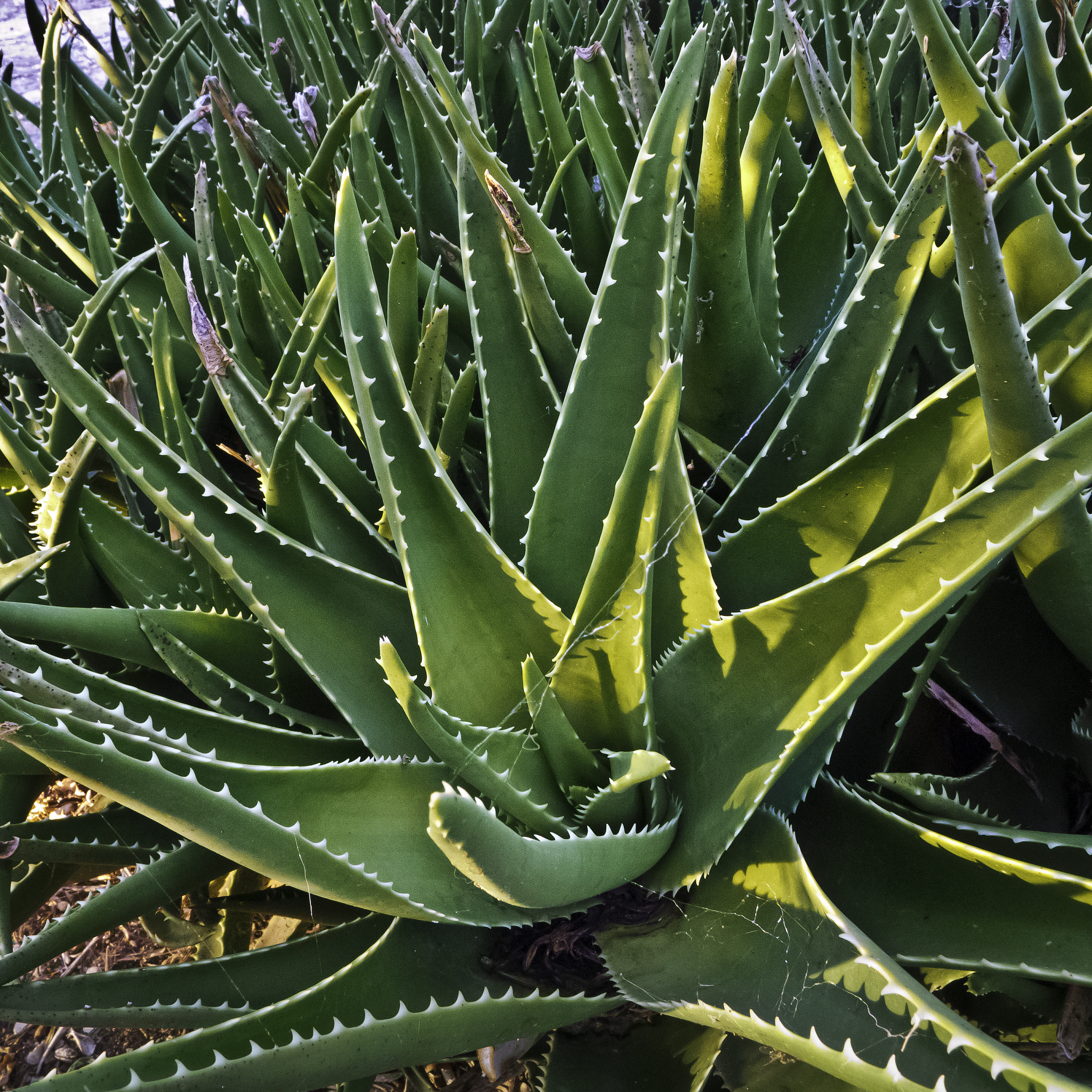 物种灭绝对经济的严重影响：你不可忽视的真相