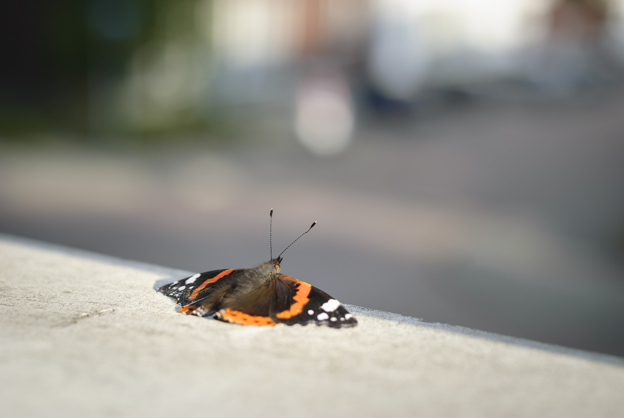 red admiral butterfly netherlands in urban city scene