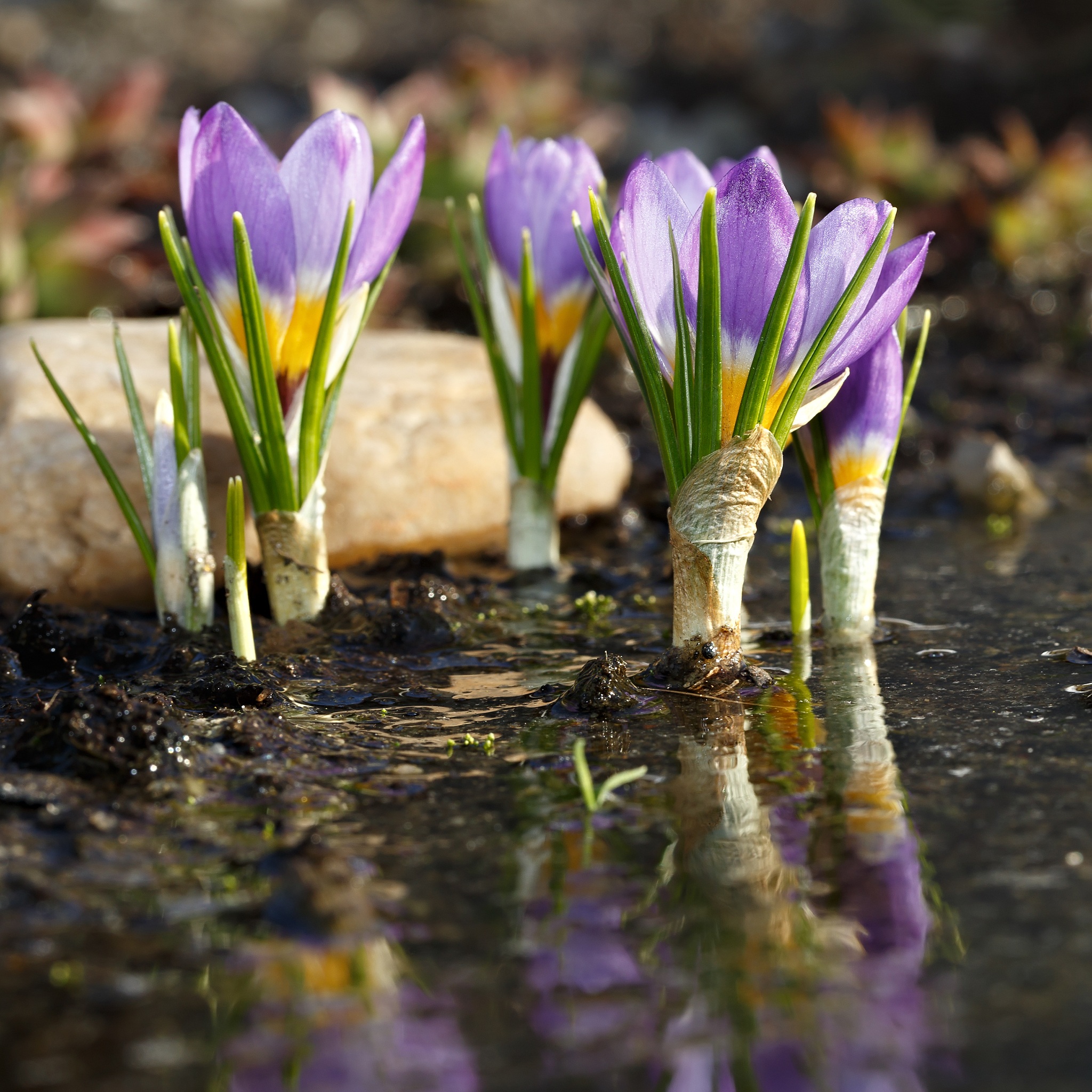 春季番红花的最佳温度和湿度
