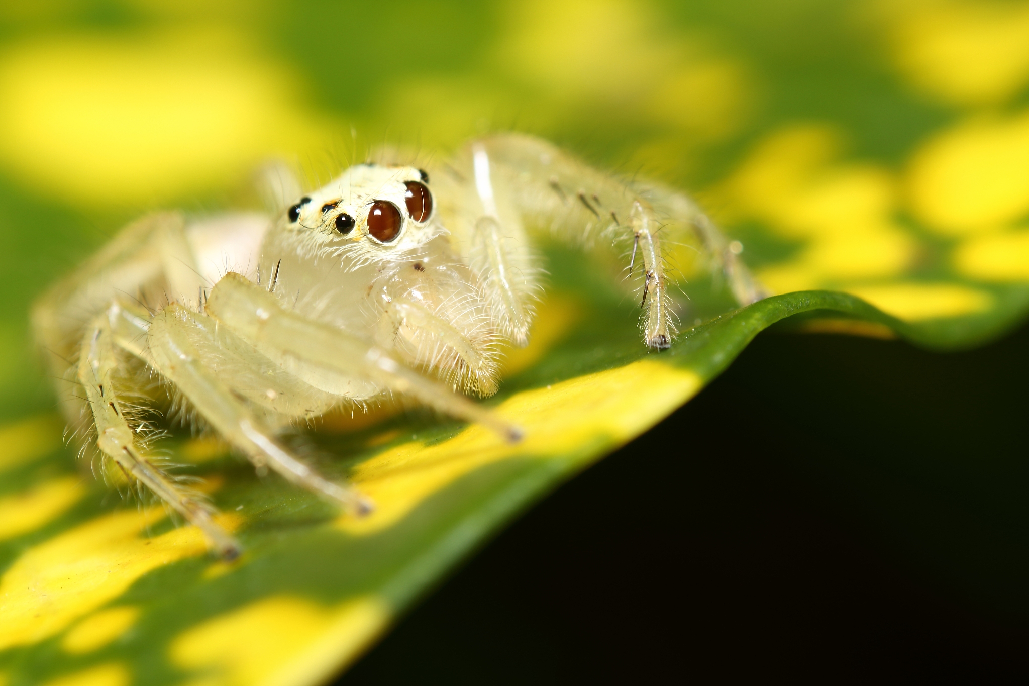 jump spider