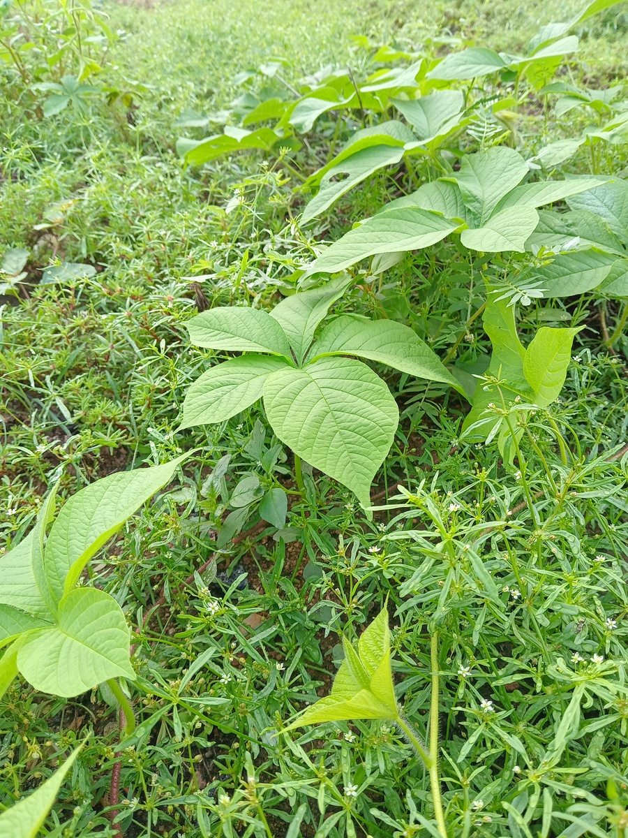 苦参能不能挖完后马上种植用250字帮我详细描述