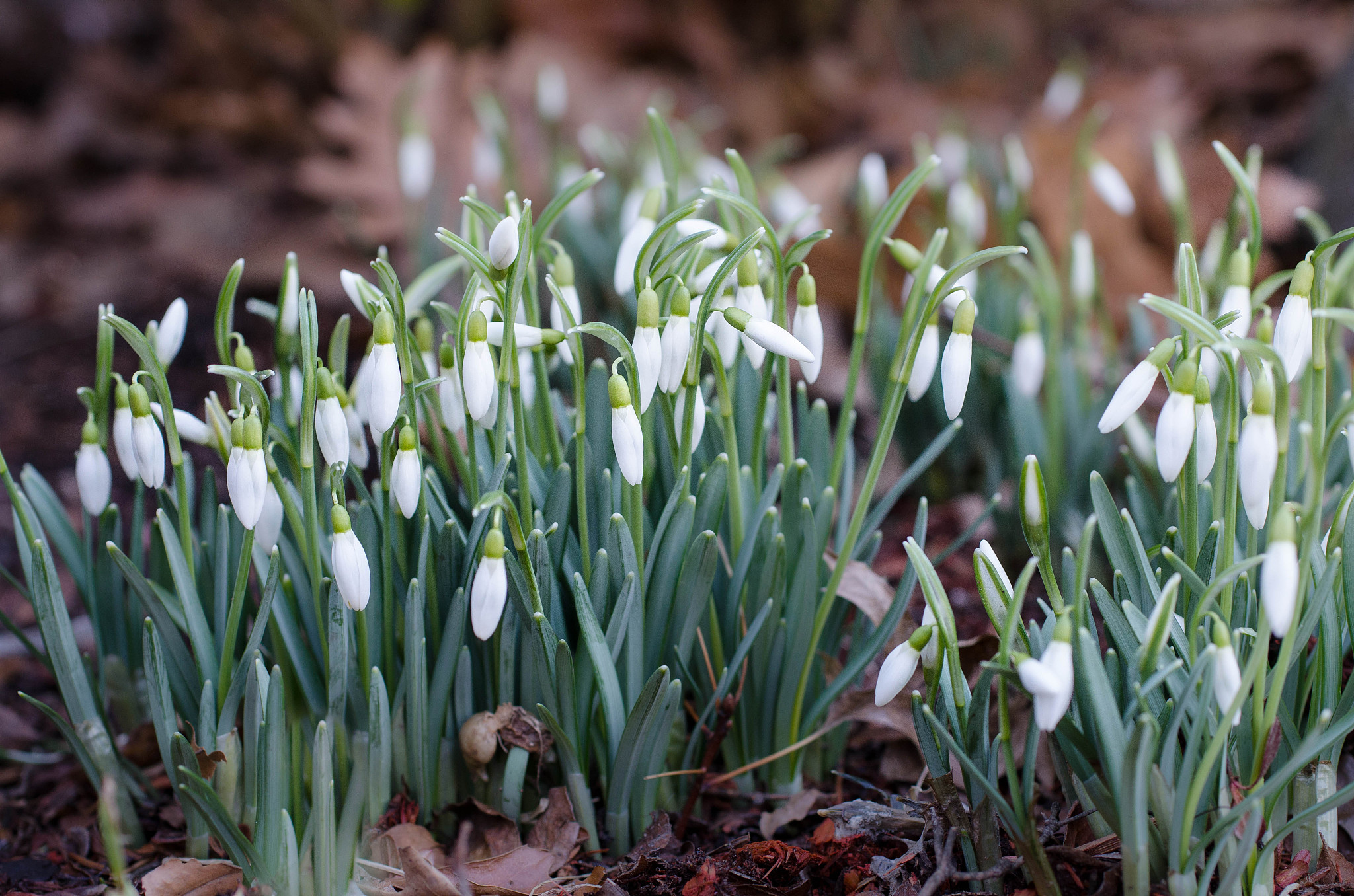 snowdrops