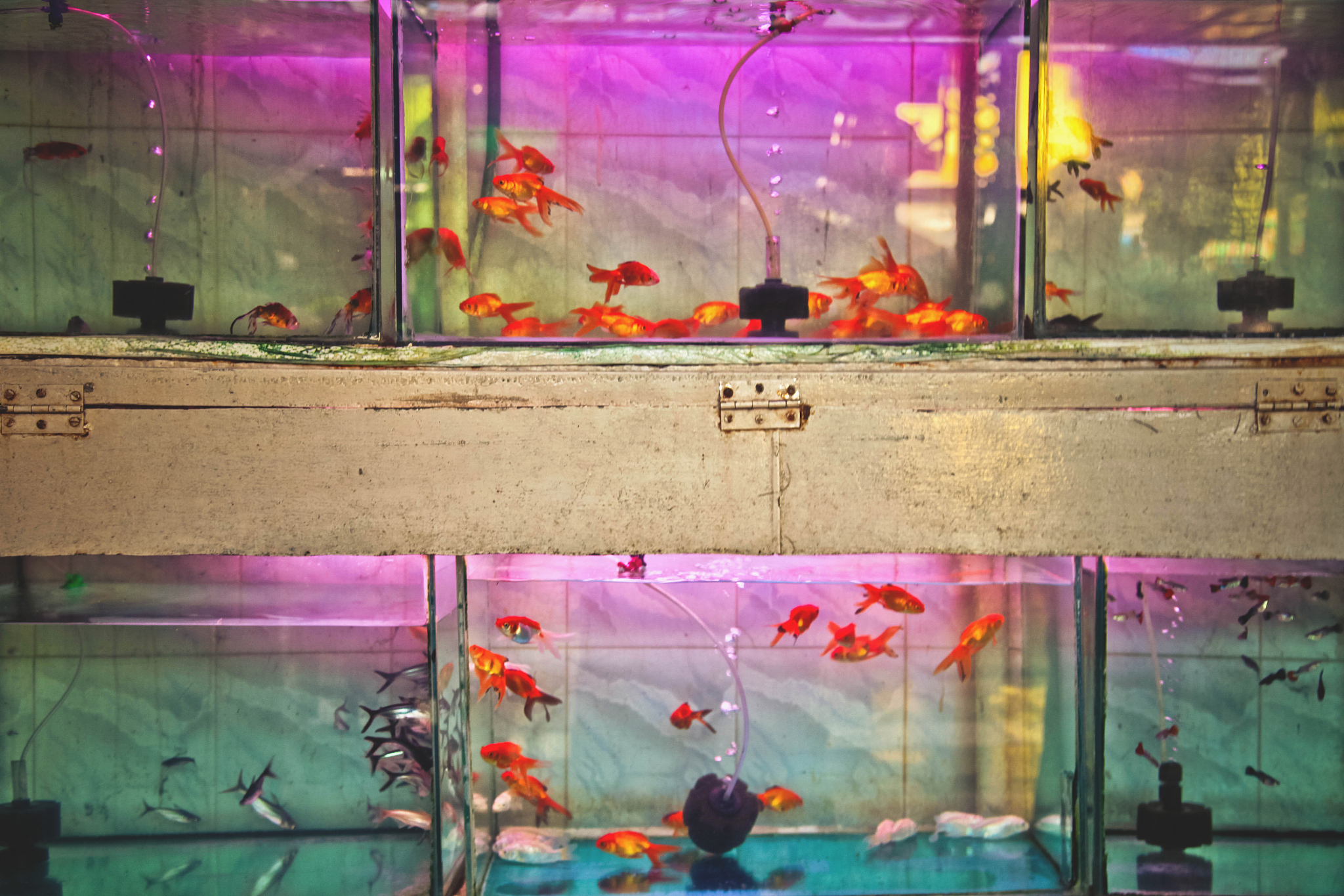 热带鱼养殖指南：从选择鱼缸到疾病预防