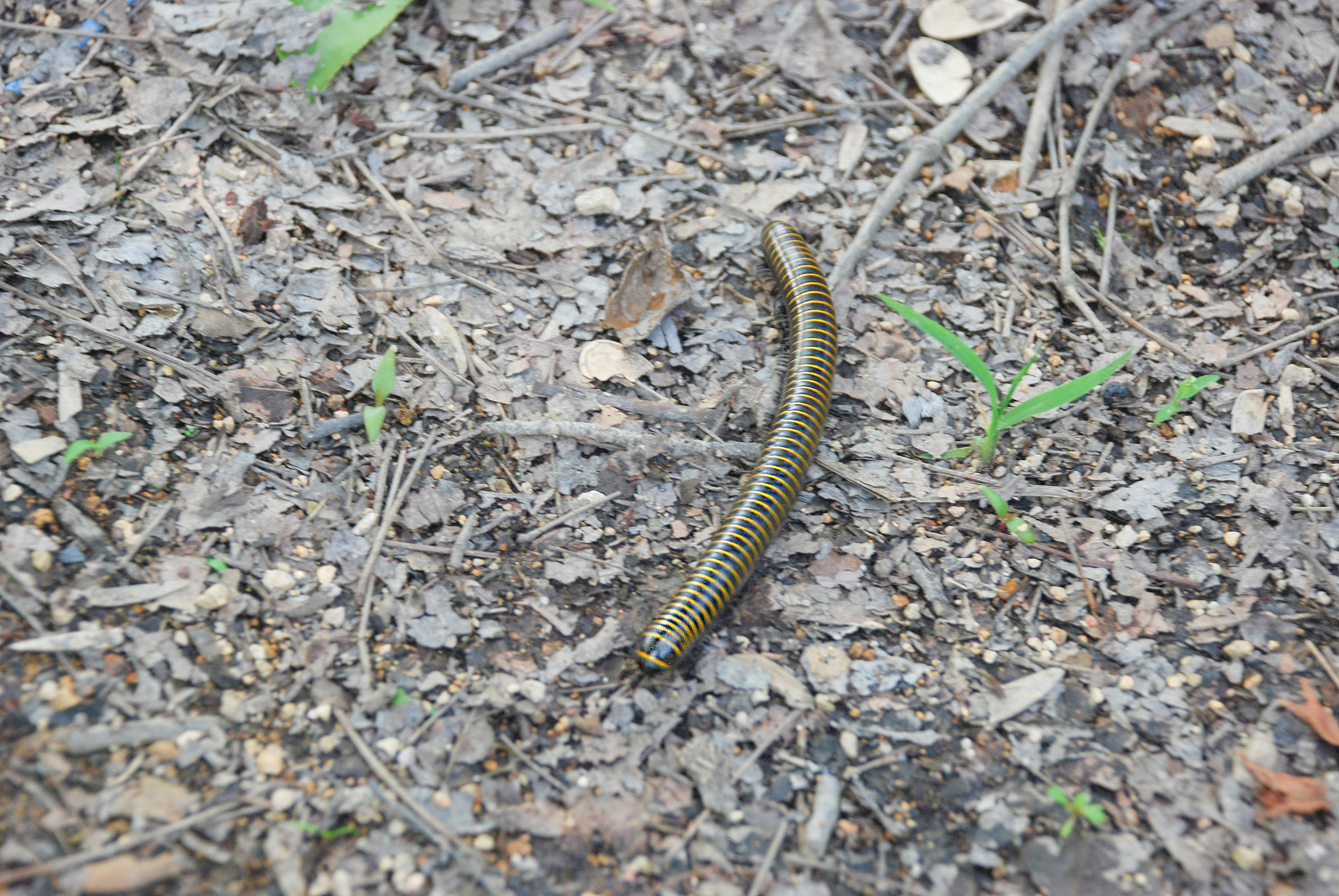 一斤干蜈蚣有多少只？数量与大小重量有关