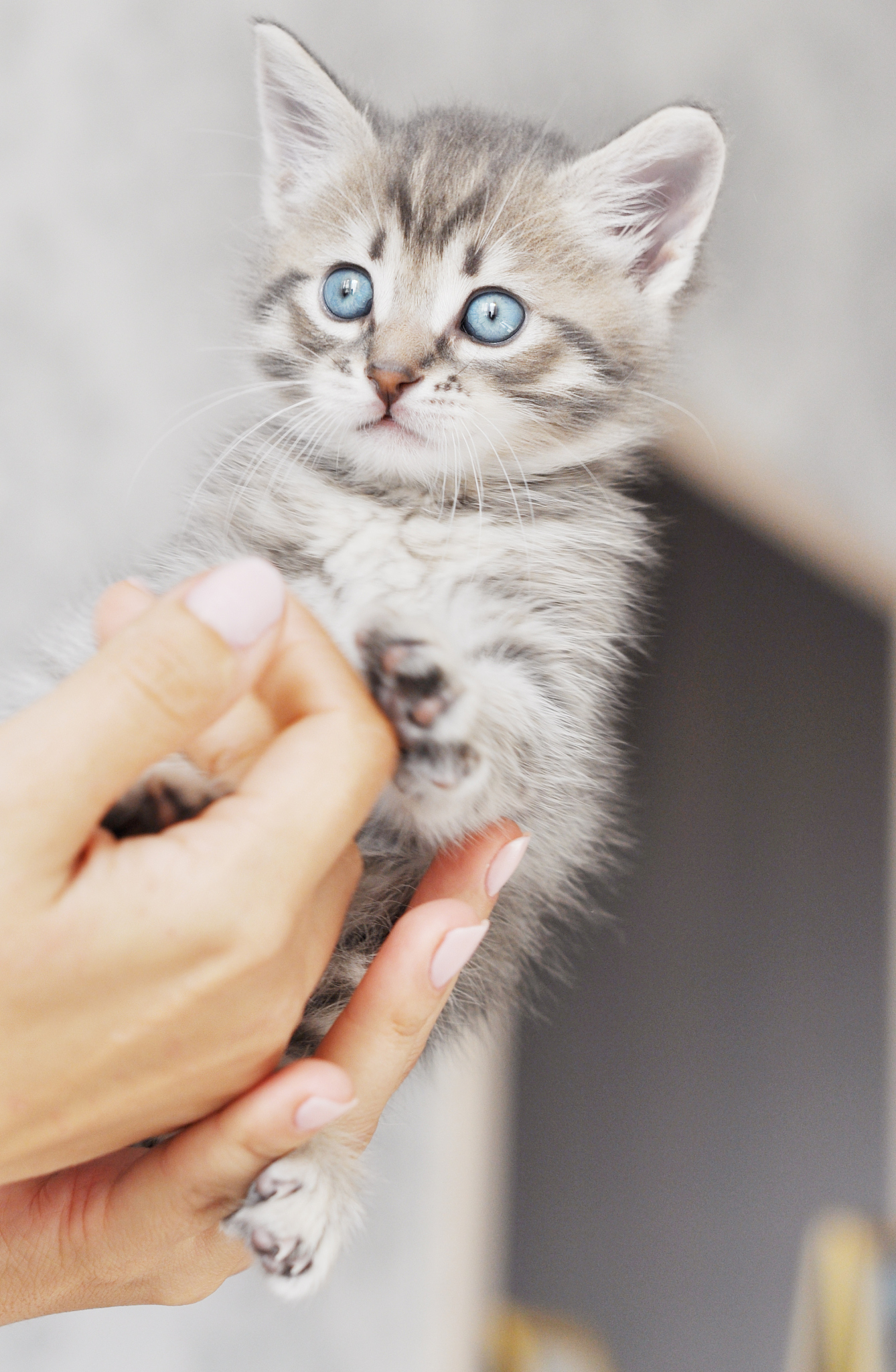 cute kitty