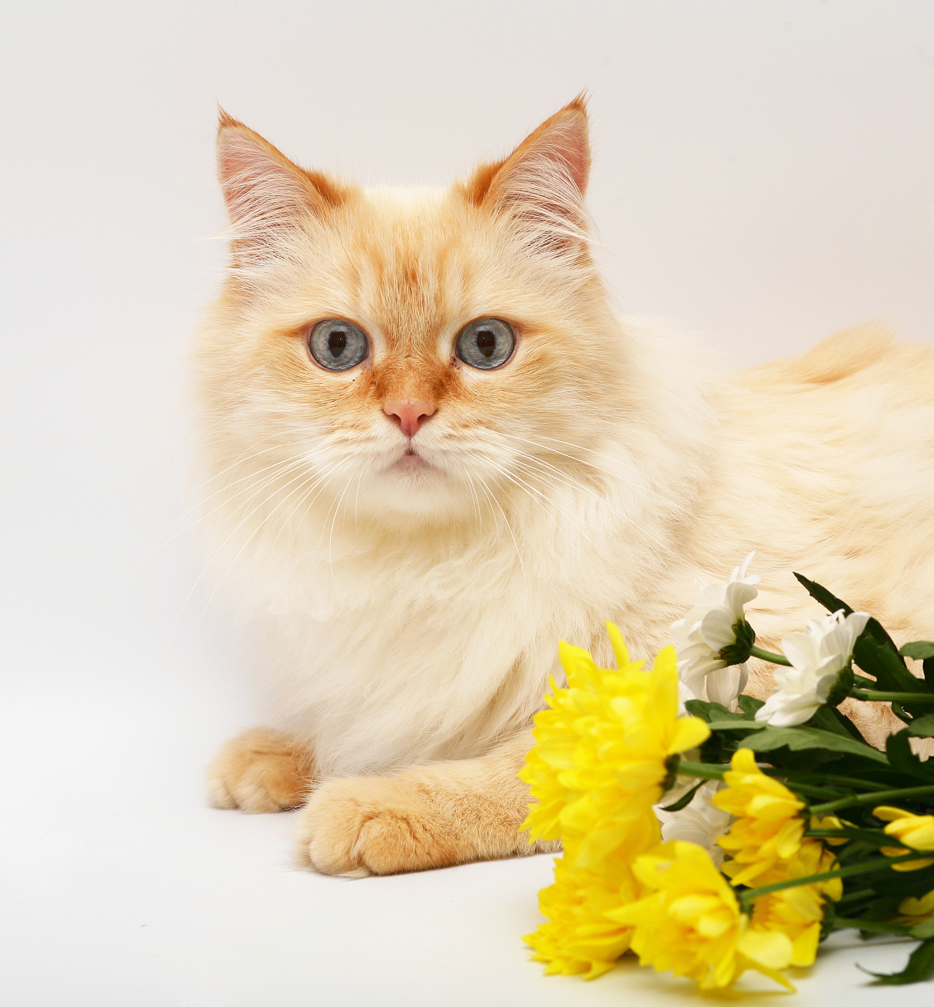 四年级下册语文13课《猫》内容解析：猫的生活习性、品种与人类关系