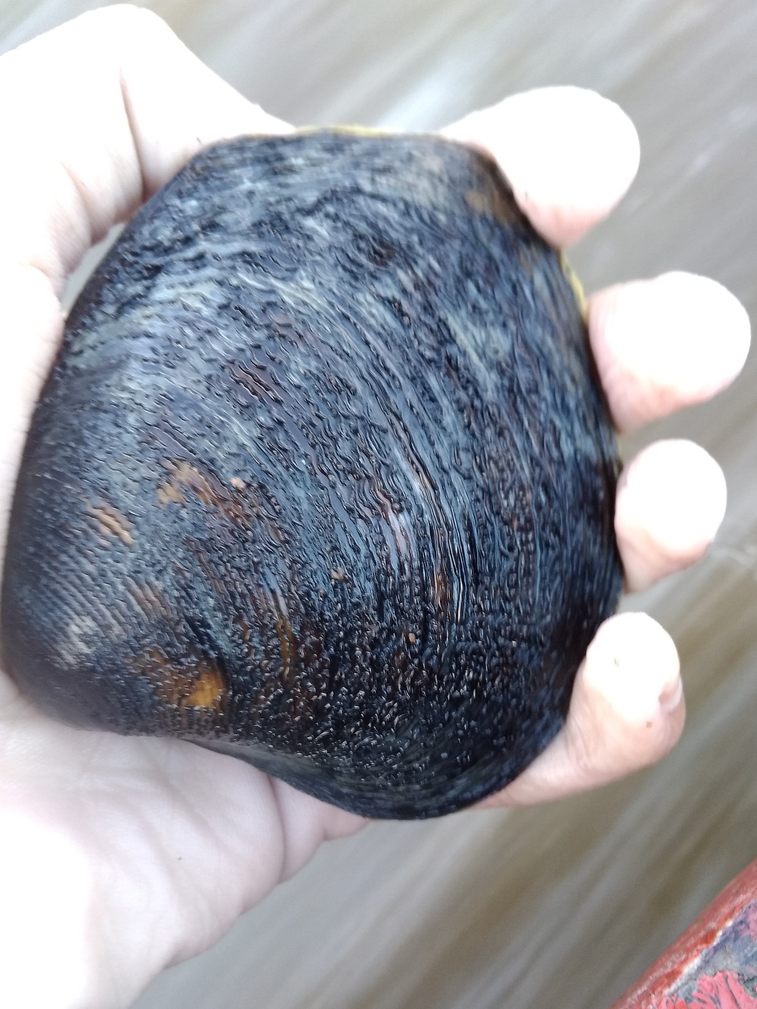 cropped hand holding stone