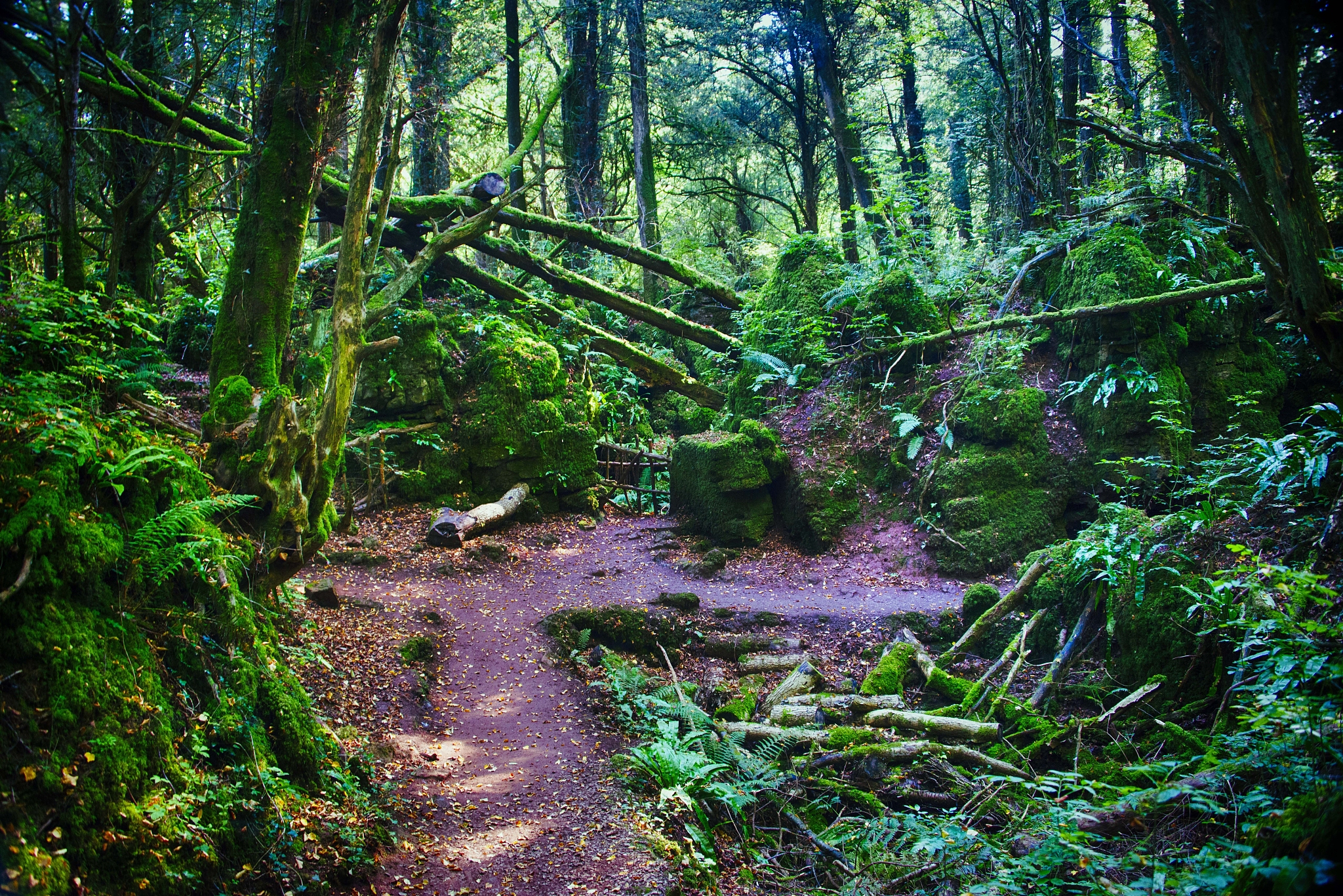 The Influence of Tree Age on Phosphorus Limitation in Tropical Forests: Unveiling the Mechanisms