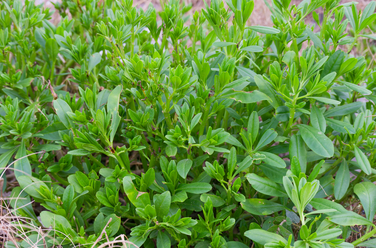 中草药栽培技术专业就业方向