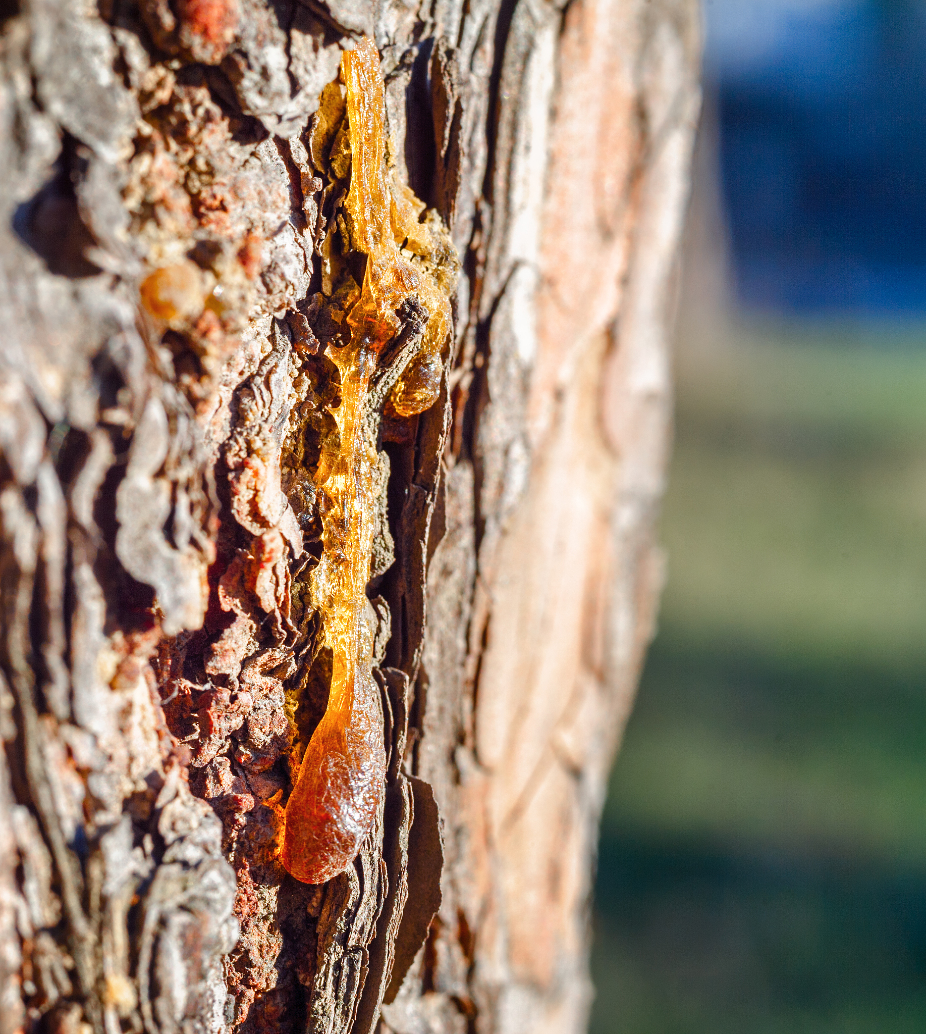 pine resin