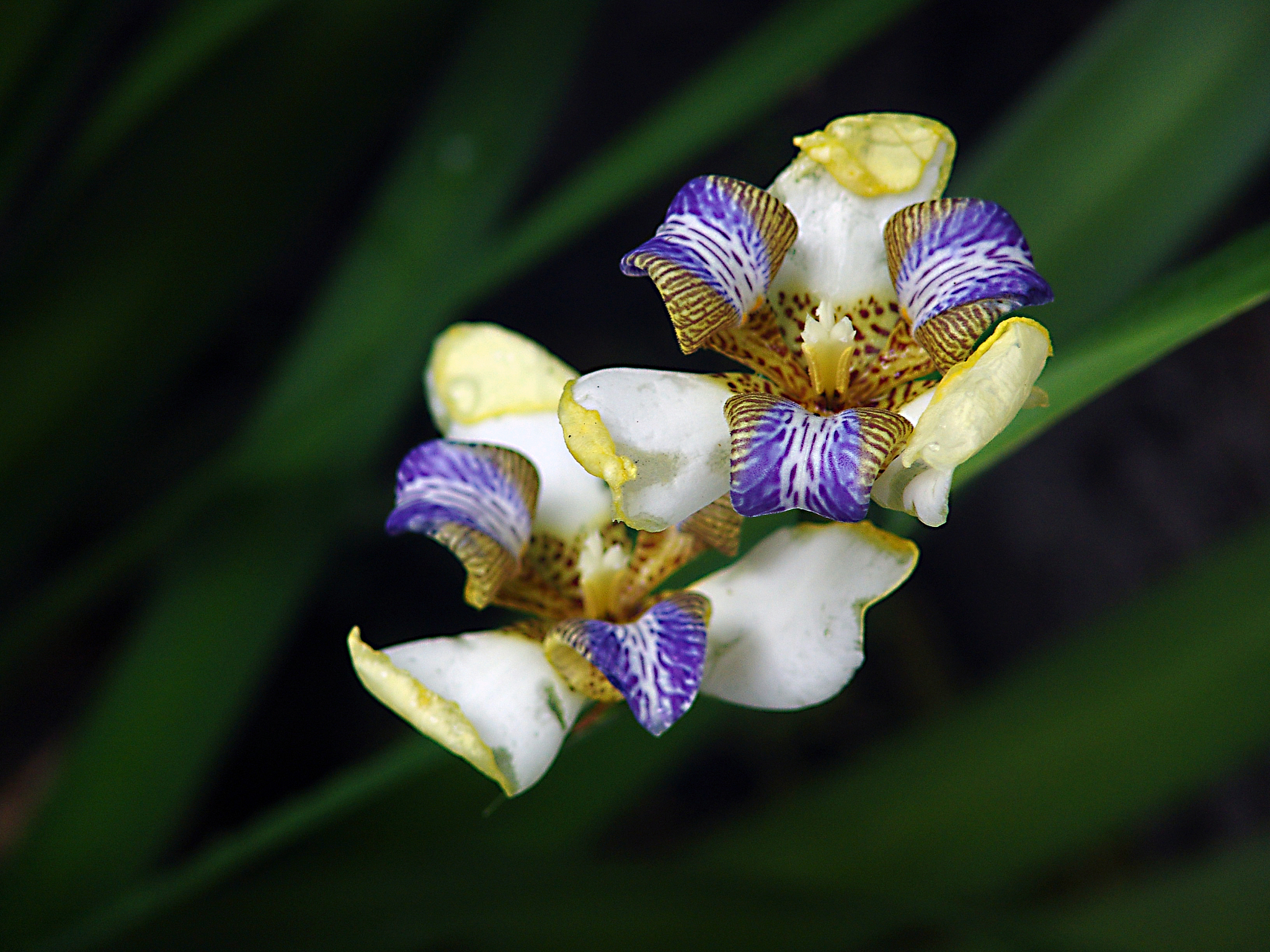 close-up of purple flowering plant