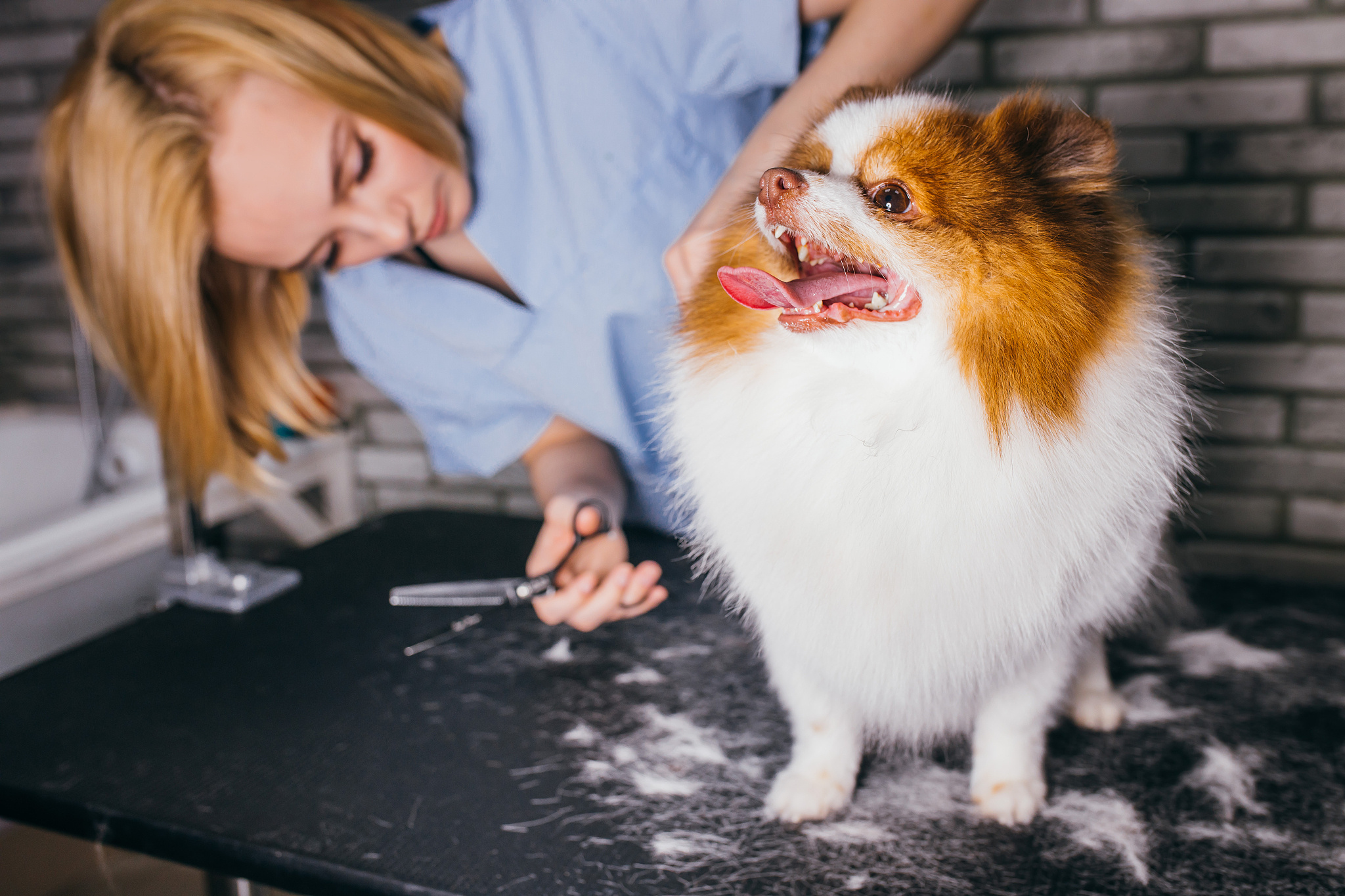 黑龙江职业学院宠物养护与驯导专业就业前景如何