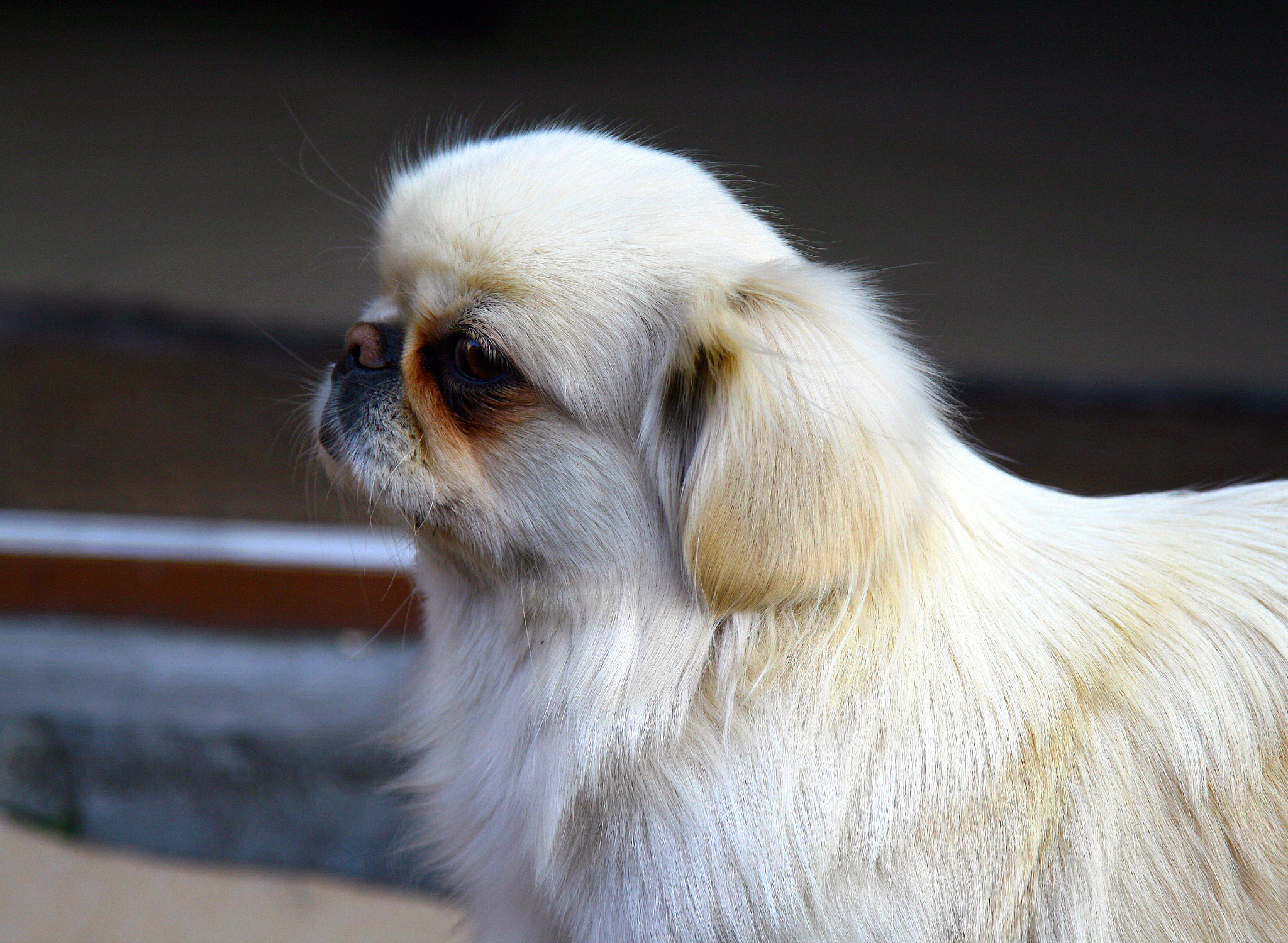 portrait of a snow white pekingese