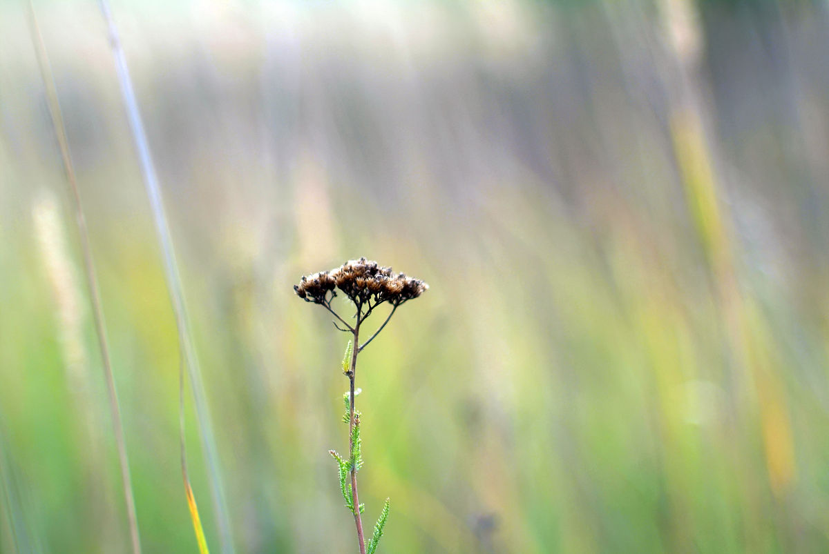 生命的不可重来：限制还是动力？