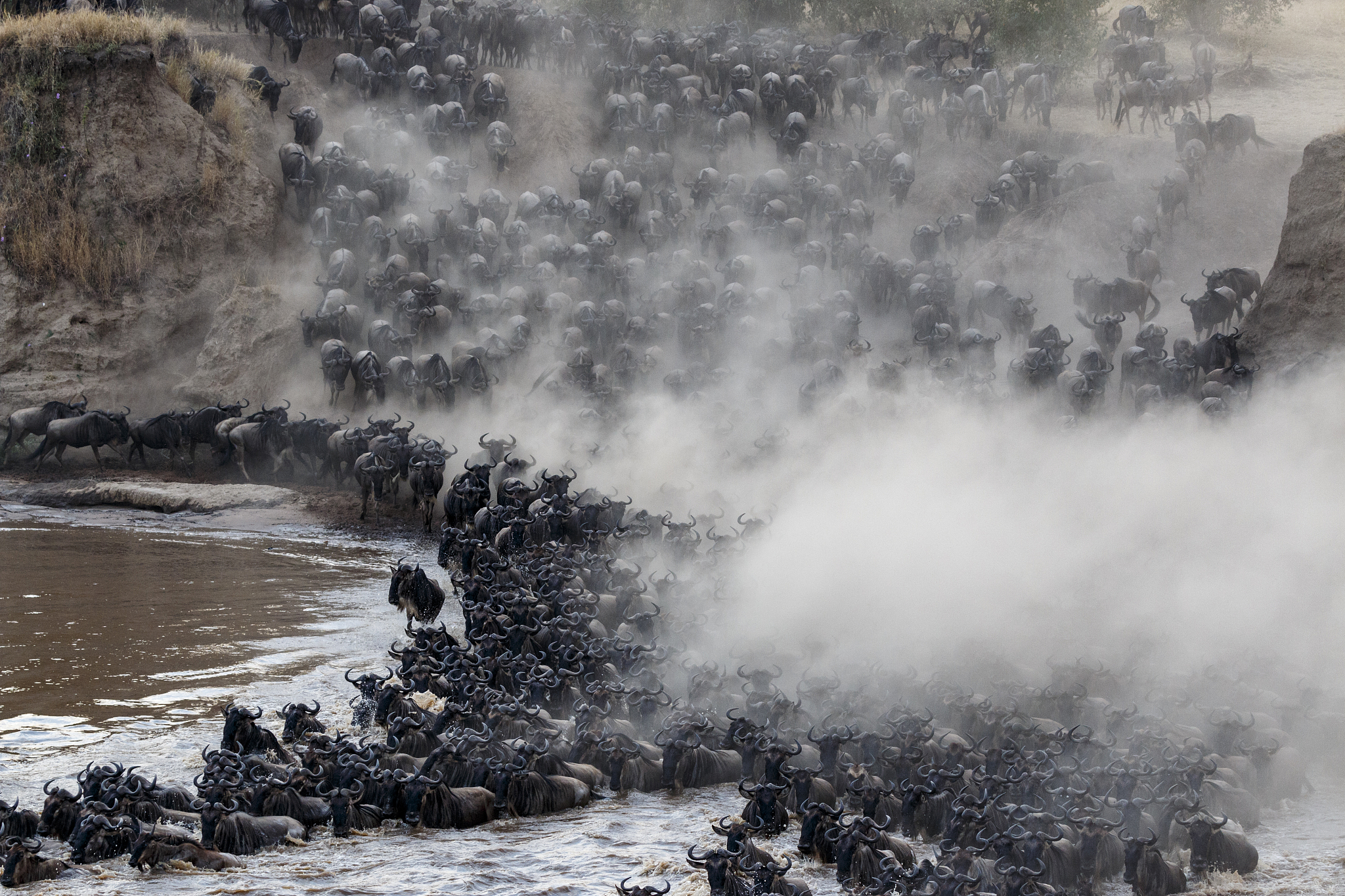 herd of migrating wildebeest crossing river at serengeti nationa