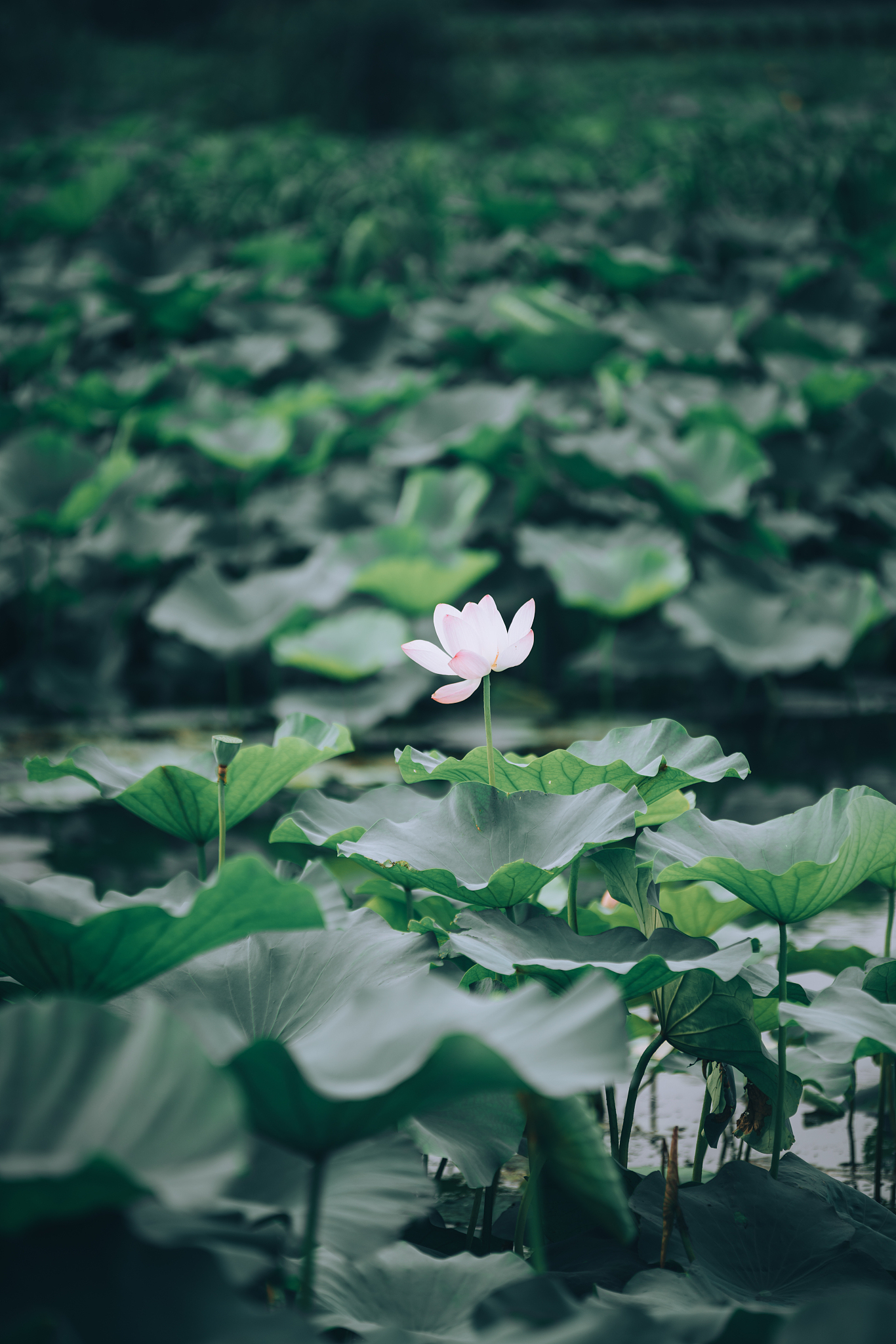 混沌破壳，羽化登仙：开启智慧，超越凡俗