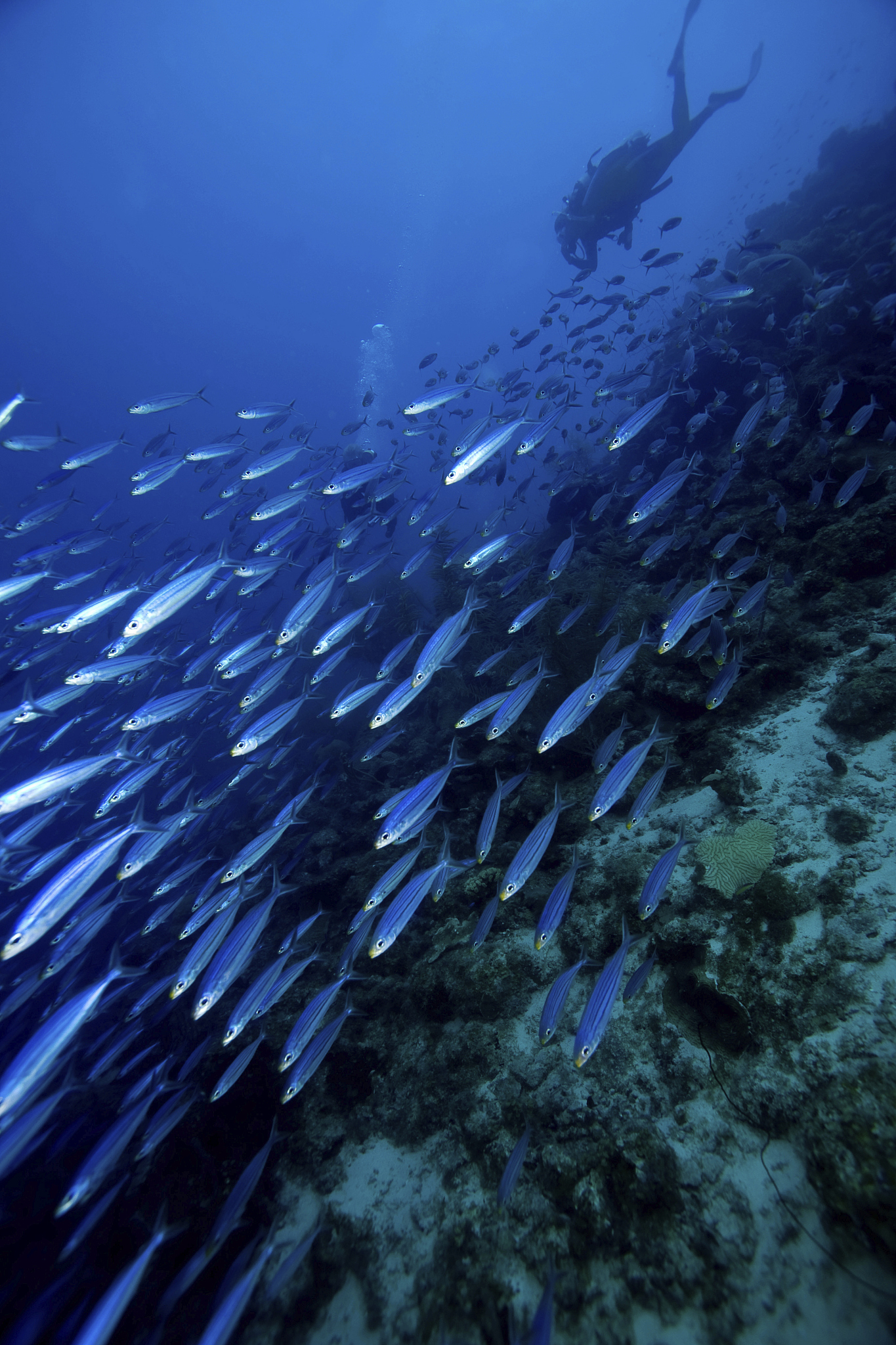 scuba diver chasing school of fish