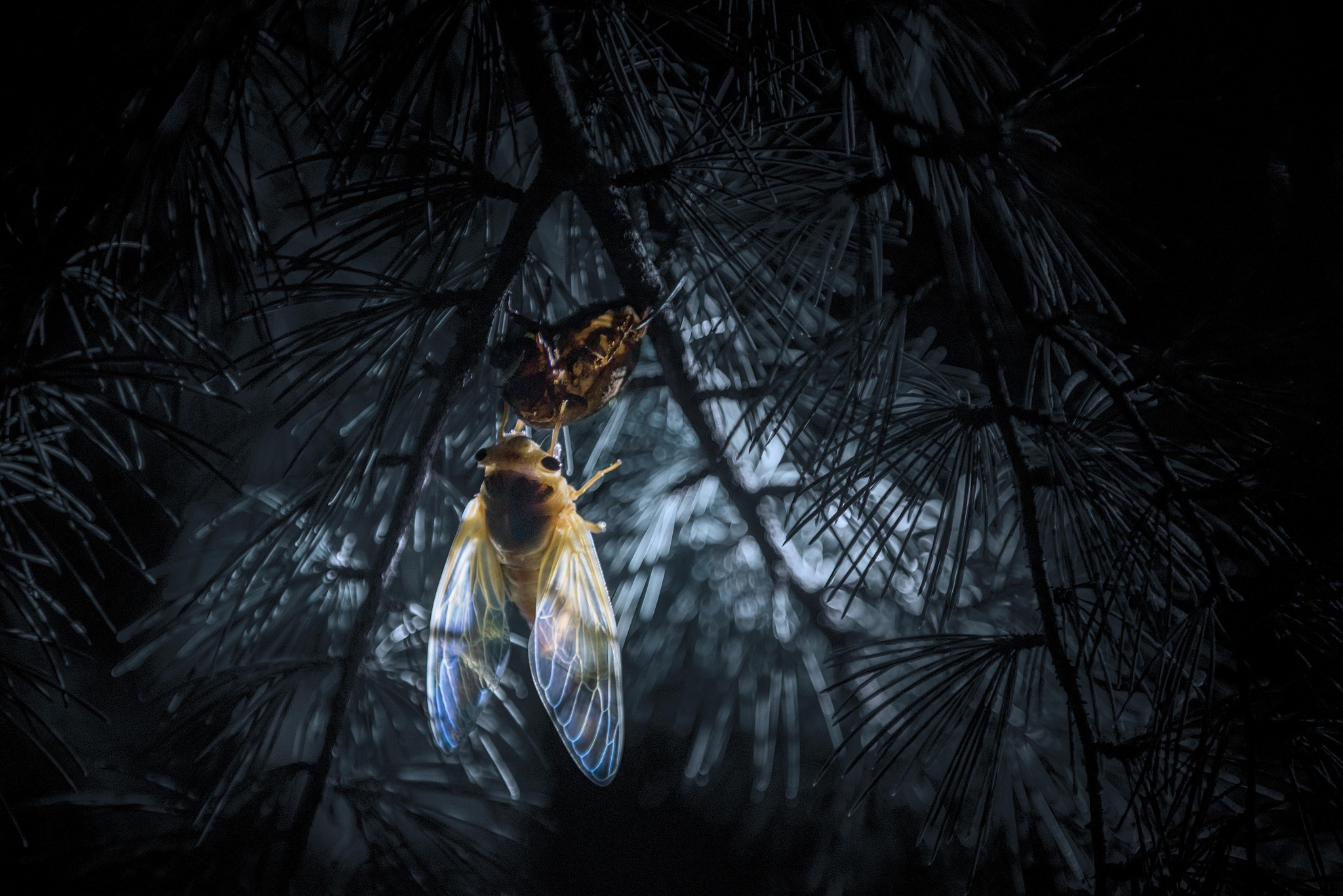 The Duality of Sleepy Hollow: Ichabod Crane, Social Change, and the Allure of Tradition in Washington Irving's Classic Tale