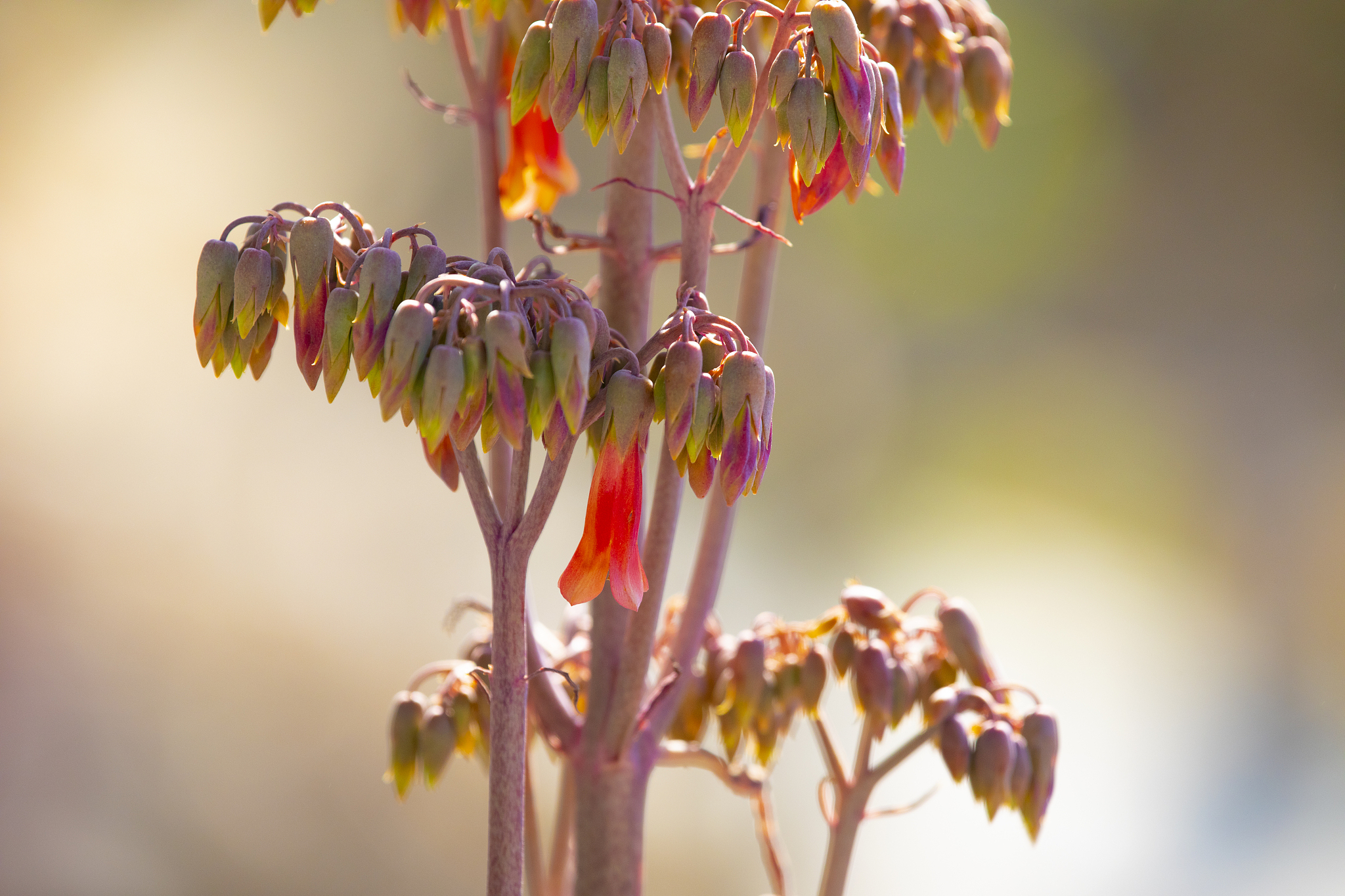 Many plant species have two modes of reproduction sexual and asexual Both modes of reproduction have oftenbeen viewed as adaptations to temporally or spatially variable environments The plant should a