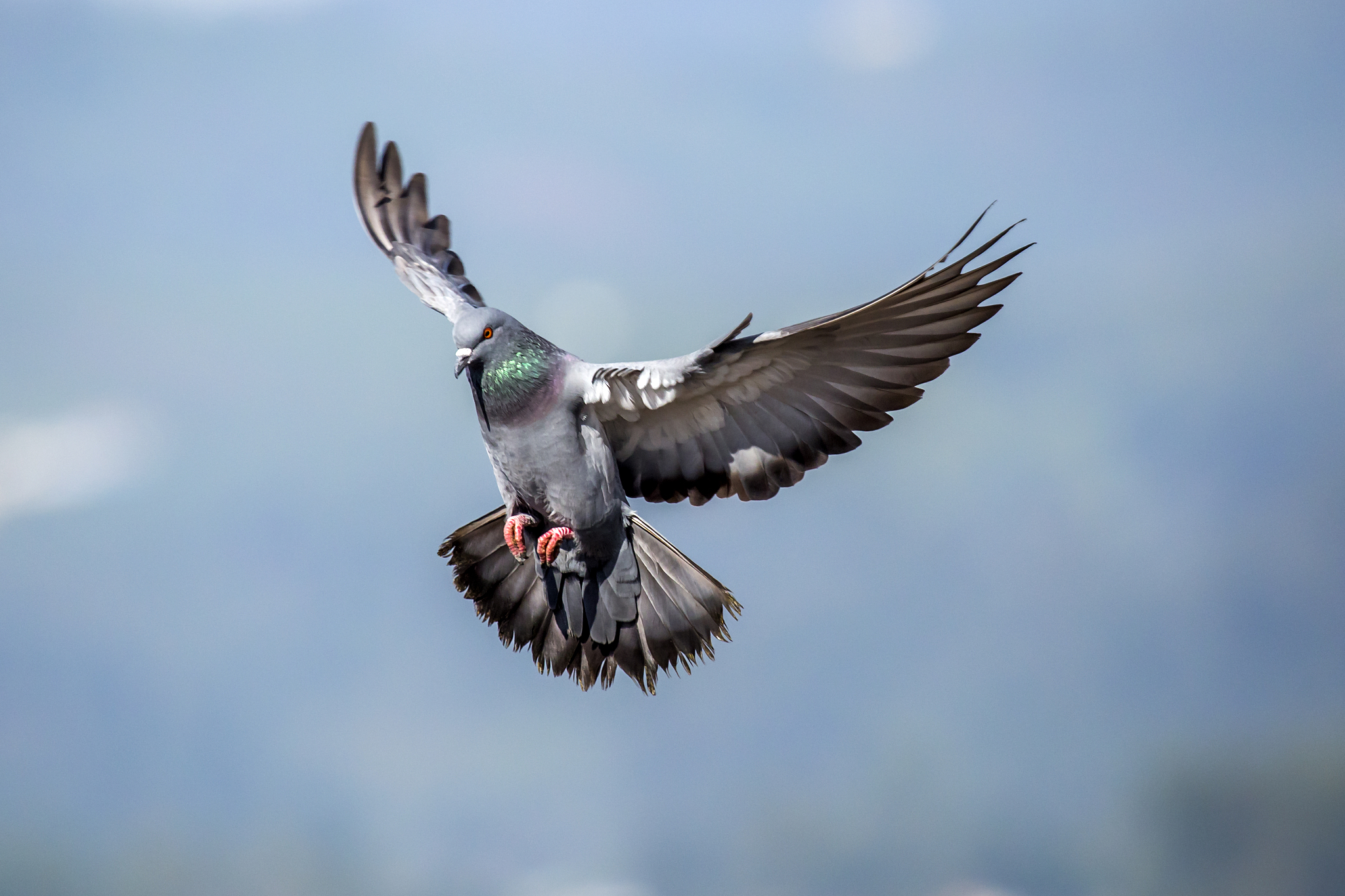 pigeon flying