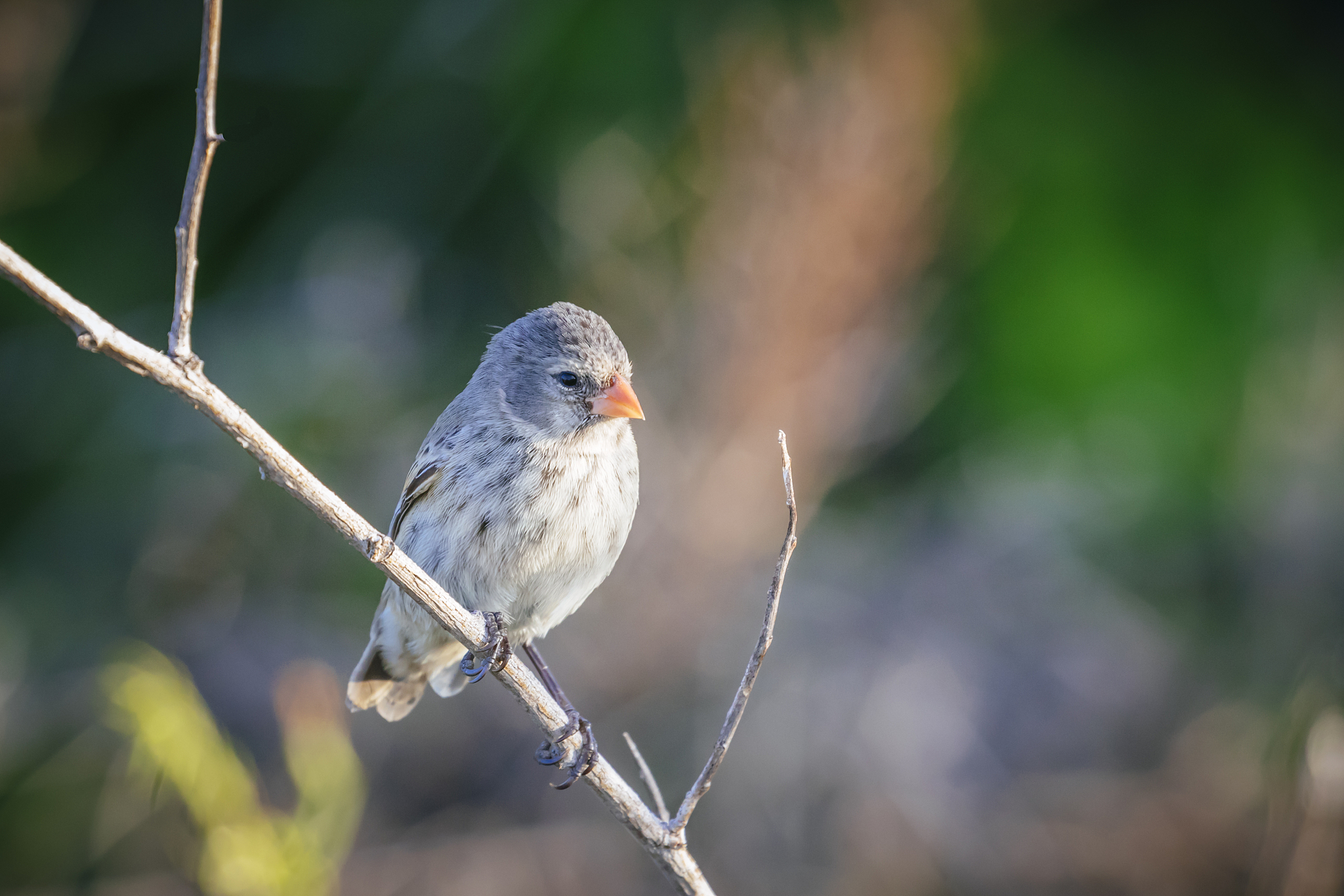 small ground finch [geospiza fuliginosa]