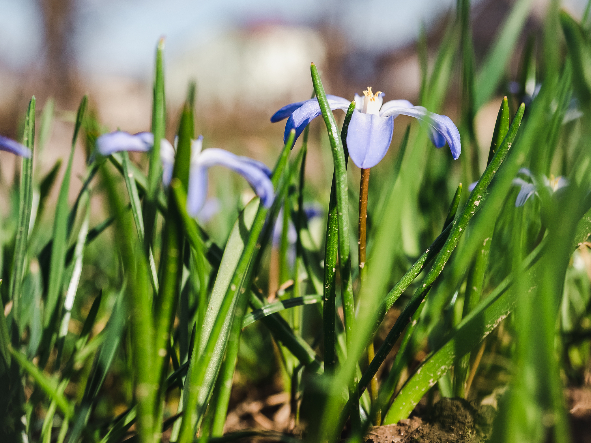 early, bright, spring crocus and scilla flowers