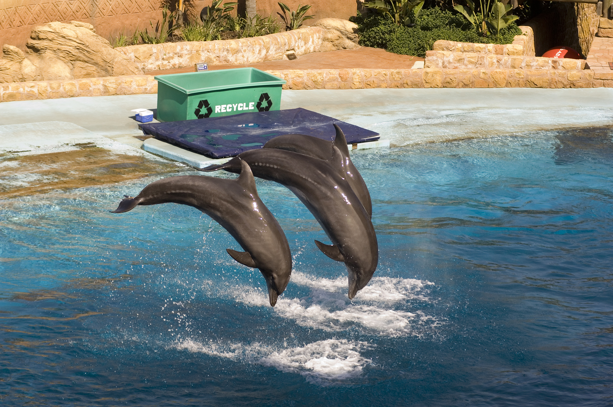 write a summary of seals being tagged