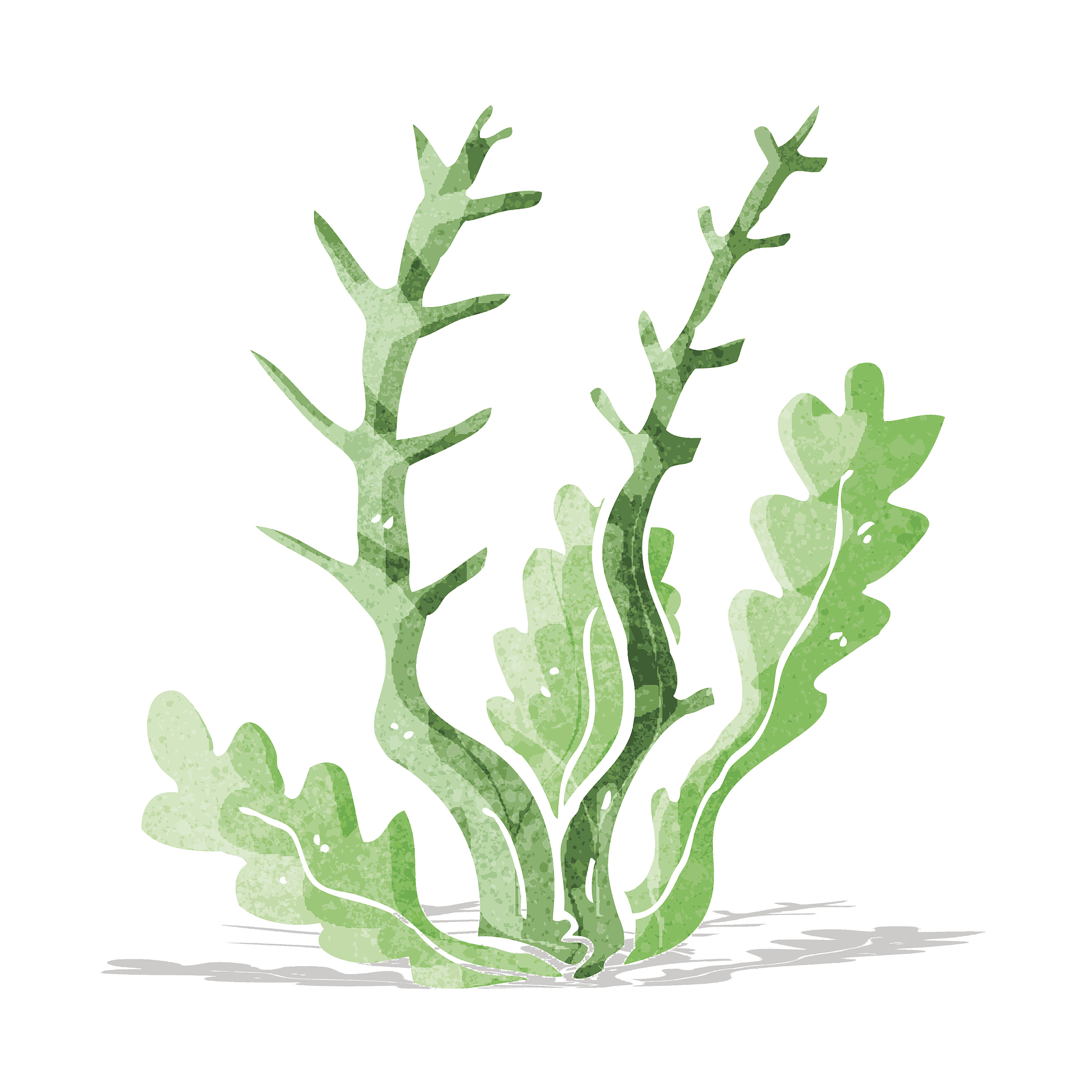 cartoon seaweed