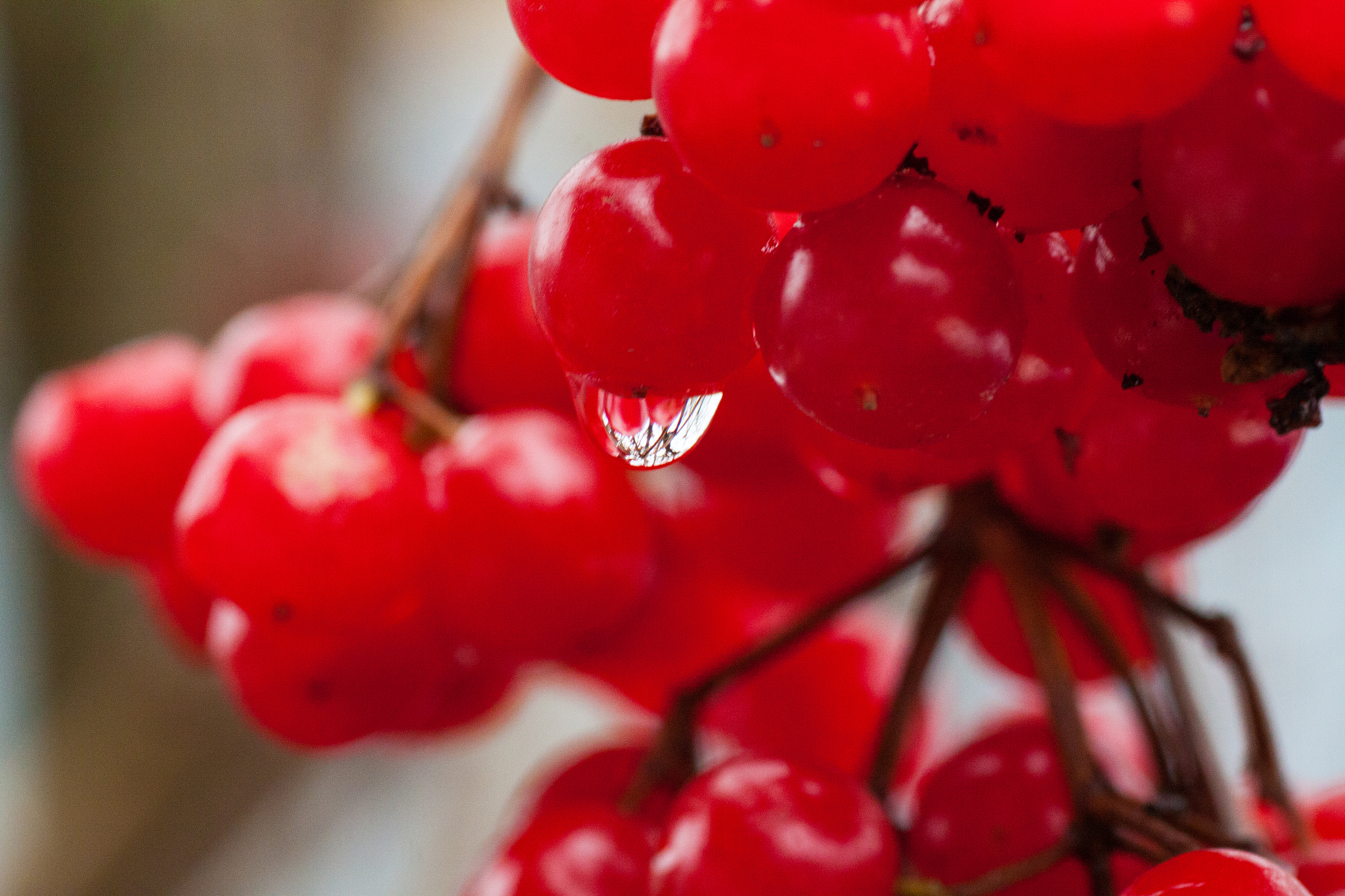 red viburnum viburnum