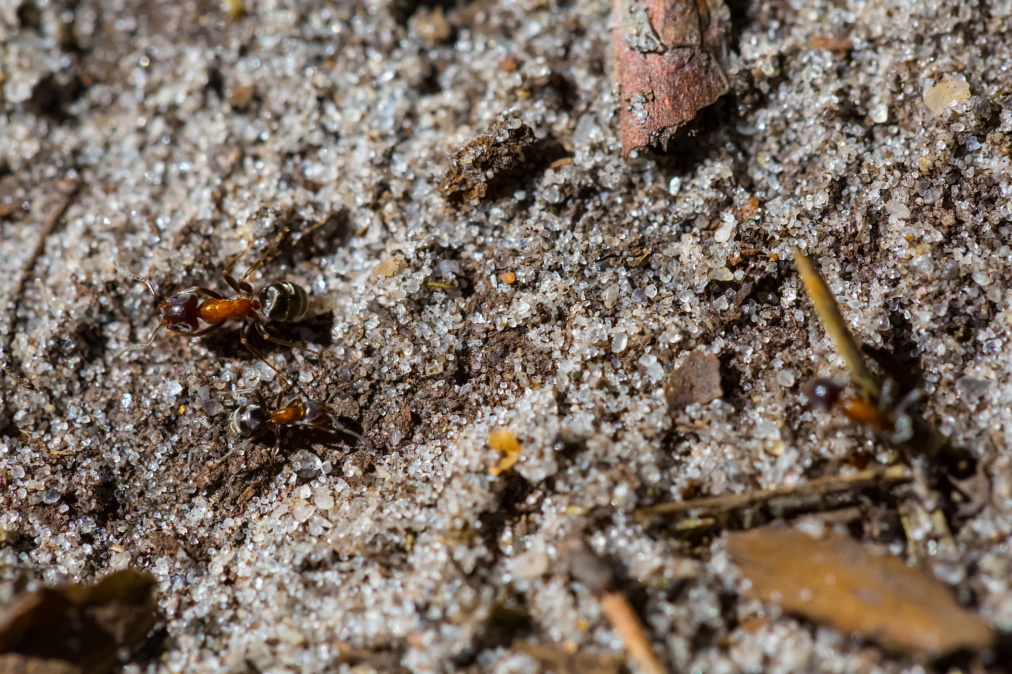 小小的蚂蚁为什么这么多