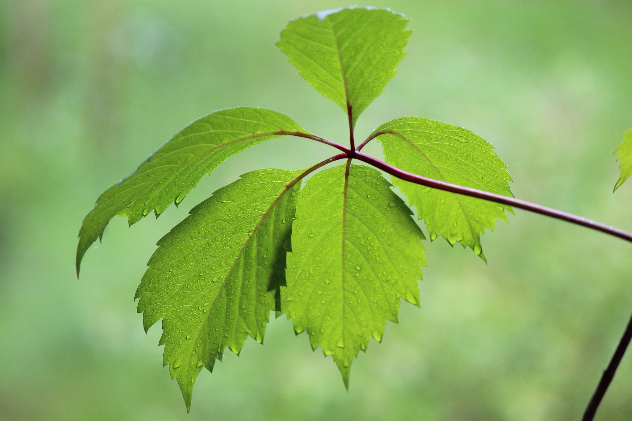 wild grape leaf
