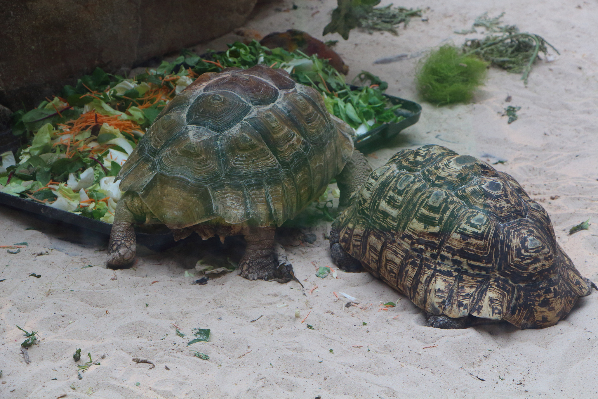 leopard tortoise and african spurred tortoise in a terrarium