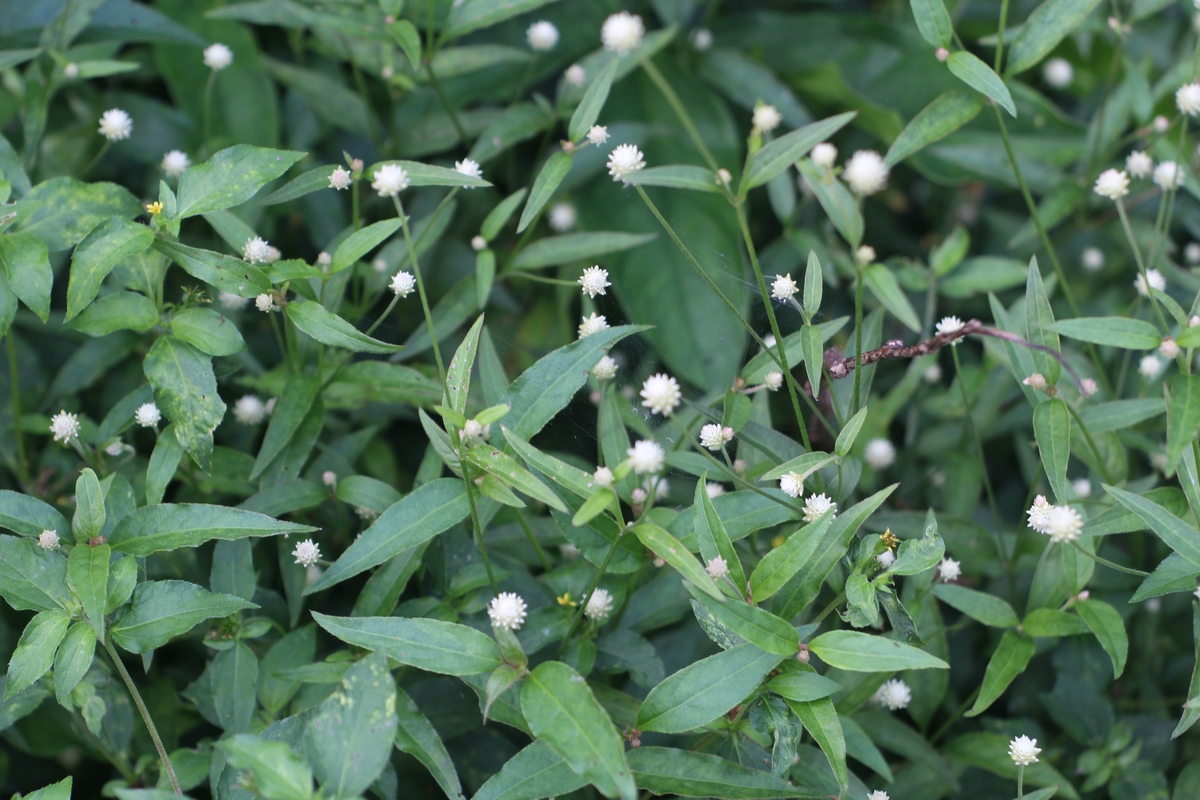 浮羊藿 - 常见草地植物，用途广泛