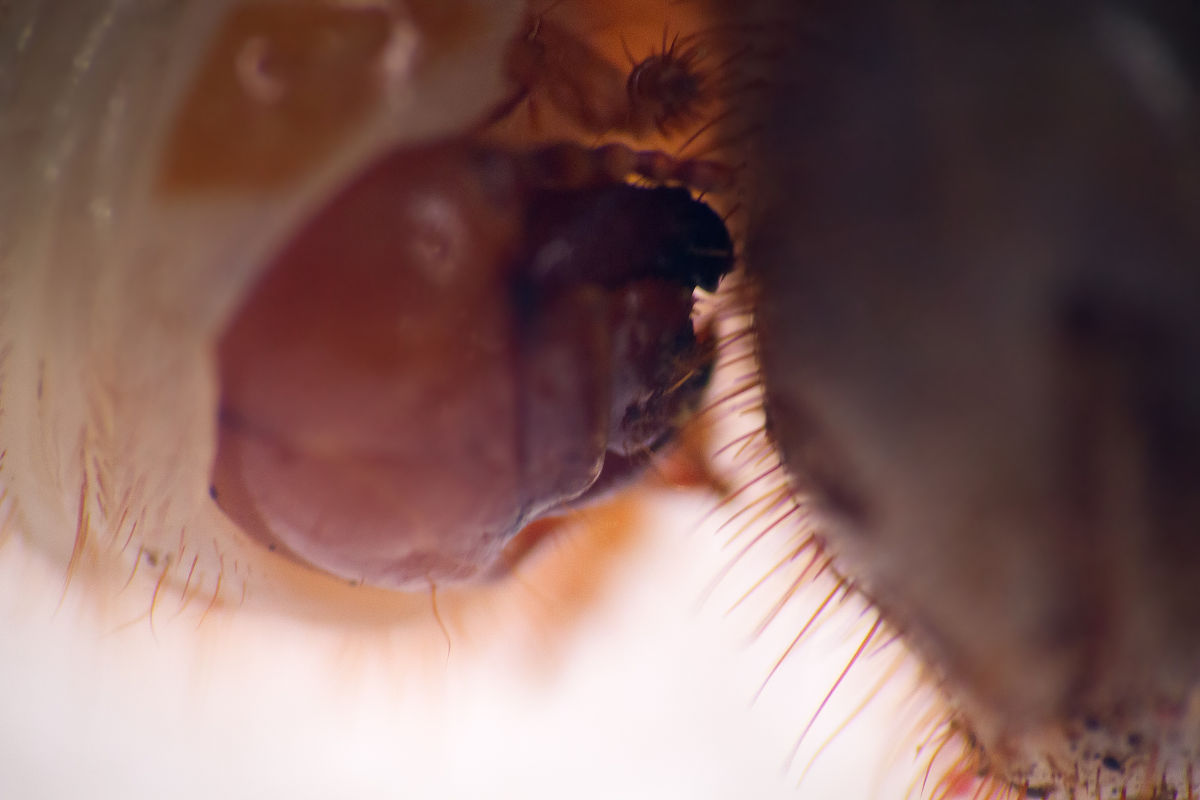 啶虫脒的稳定性和土壤中的分解产物