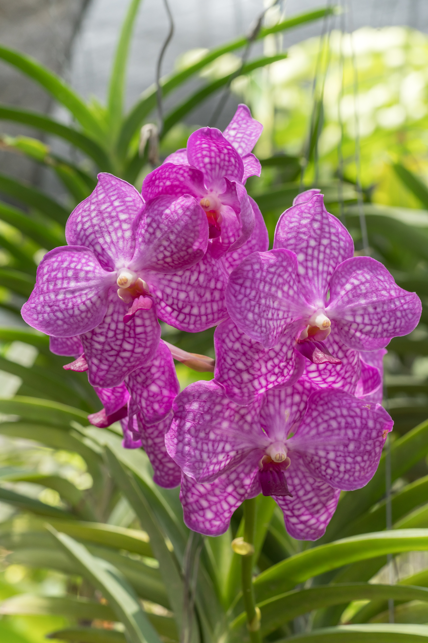 purple orchid in orchid farm