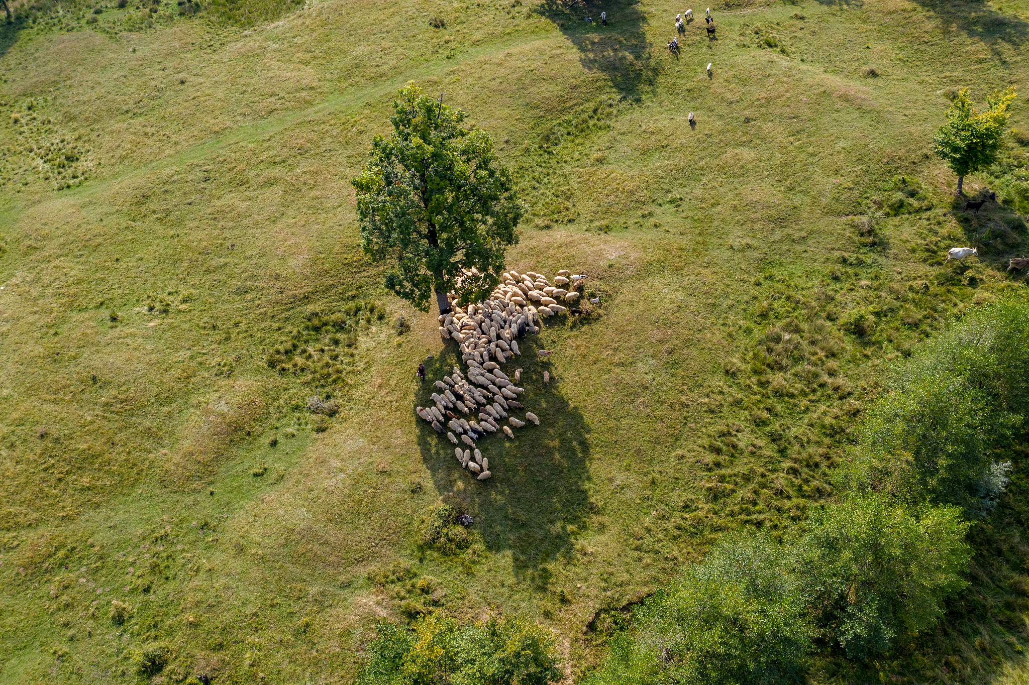 非常简要概况梳理以下行文思路：大自然的语言立春过后大地渐渐从沉睡中苏醒过来。冰雪融化草木萌发各种花次第2开放。再过两个月燕子翩然3归来。不久布谷鸟也来了。于是转入炎热的夏季这是植物孕育4果实的时期。到了秋天果实成熟植物的叶子渐渐变黄在秋风中簌簌5地落下来。北雁南飞活跃在田间草际的昆虫也都销声匿迹6。到处呈现一片衰草连天的景象准备迎接风雪载途7的寒冬。在地球上温带和亚热带区域里年年如是周而复始。几千