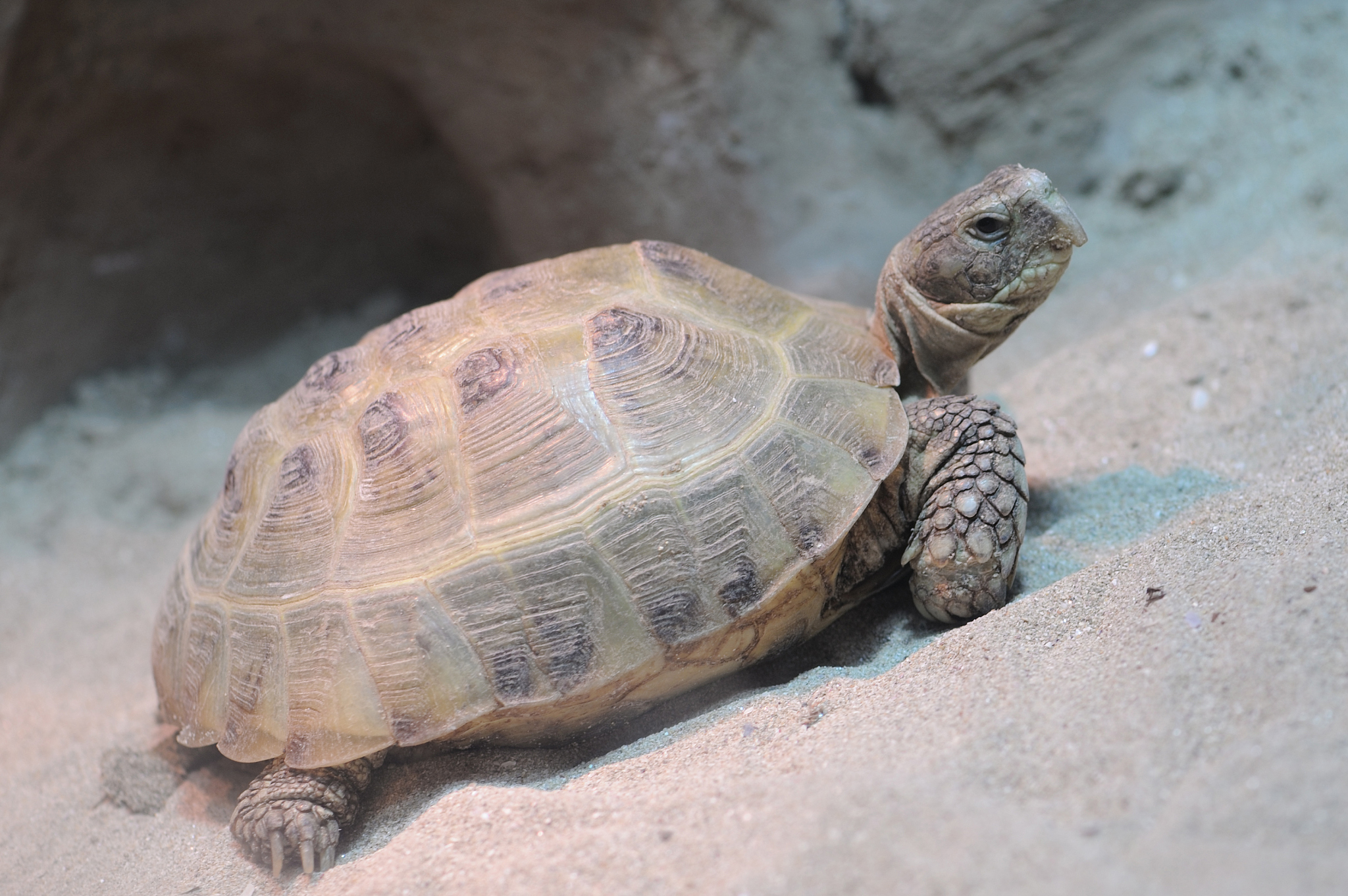 turtle