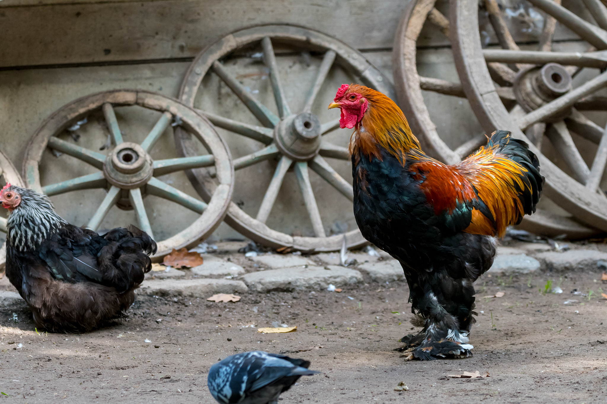 beautyful cock on the farm