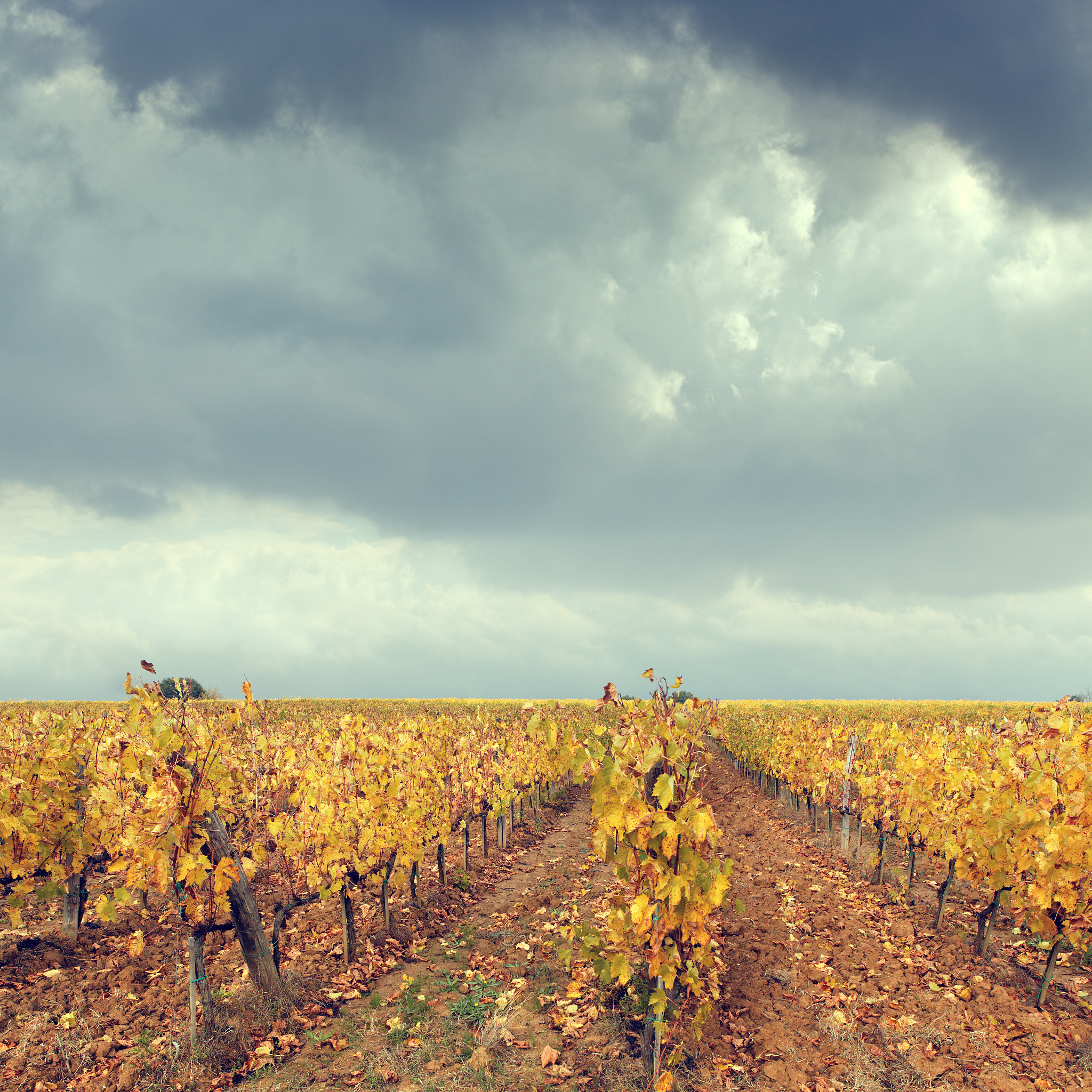 Who Wrote 'Leaves of Grass'? - The Author of This Iconic Poetry Collection