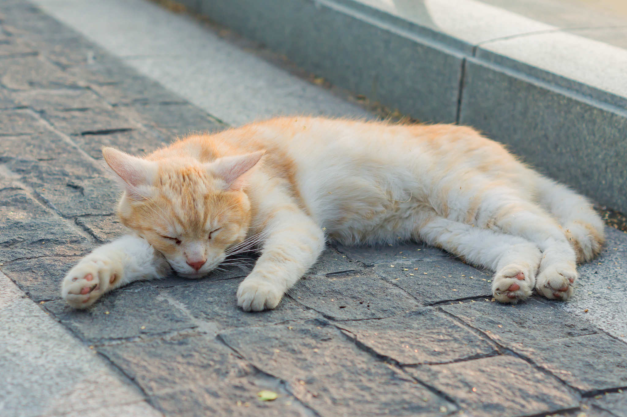 王者孙策猫狗日记的台词有哪些