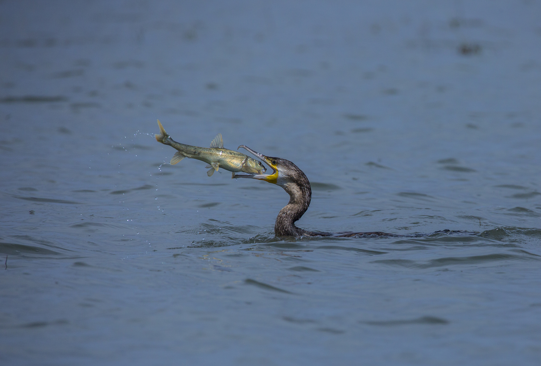 昌黎县那条河有水蛭回答+拓展