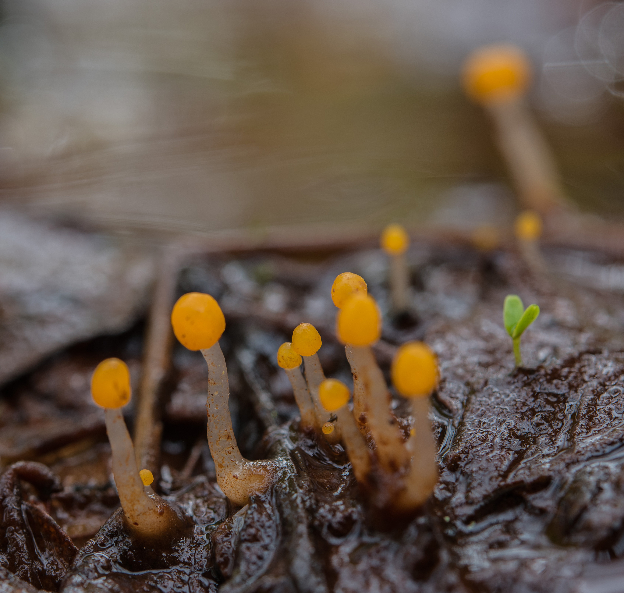 真菌多样性期刊投稿指南：论文类型详解