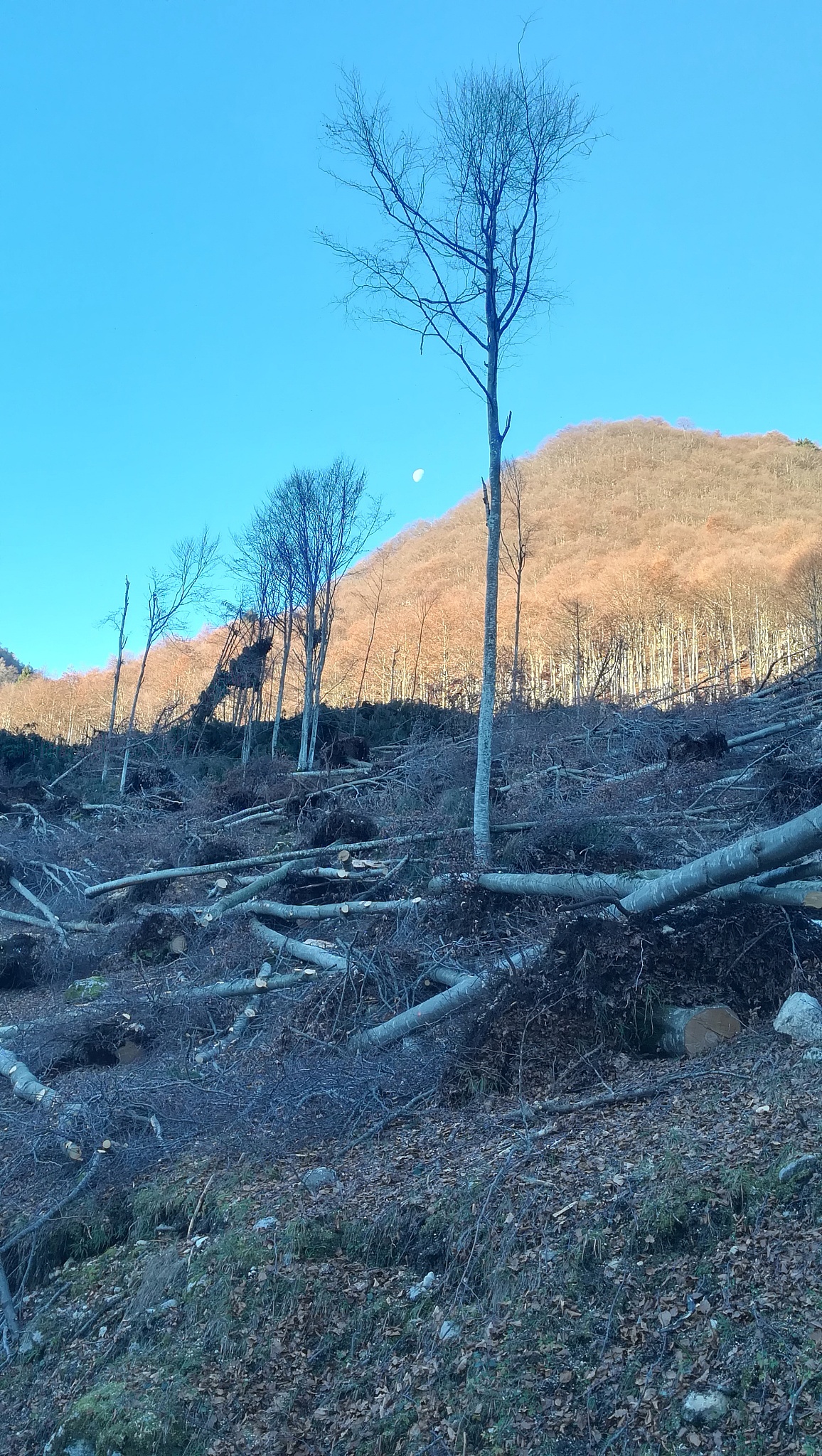 请问打开手机的设置看到itunes显示apple ID没有账户是表示这部手机还没有申请ID账号吗？